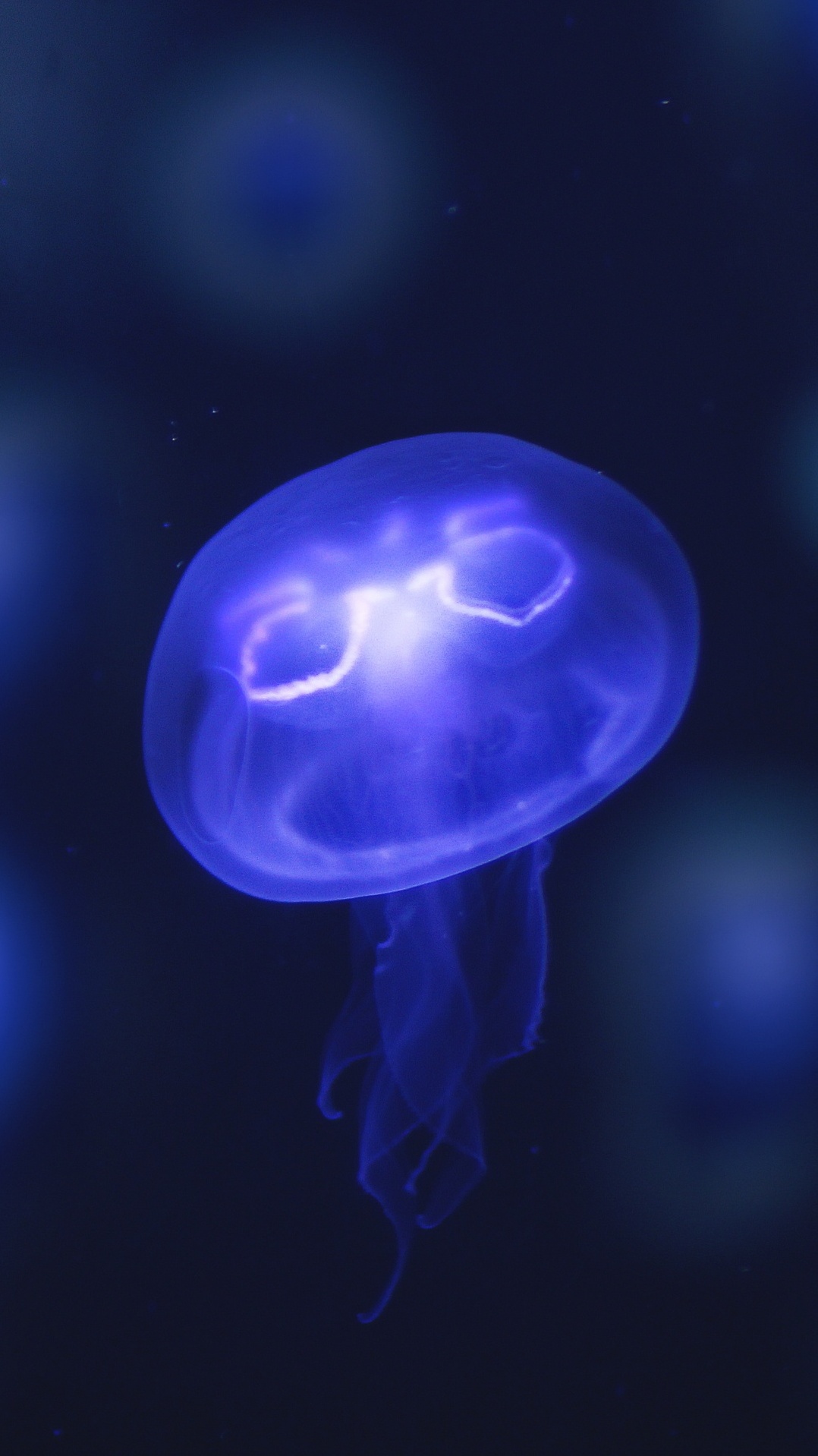 cnidaria, медуза, синий, электрик, морские беспозвоночные