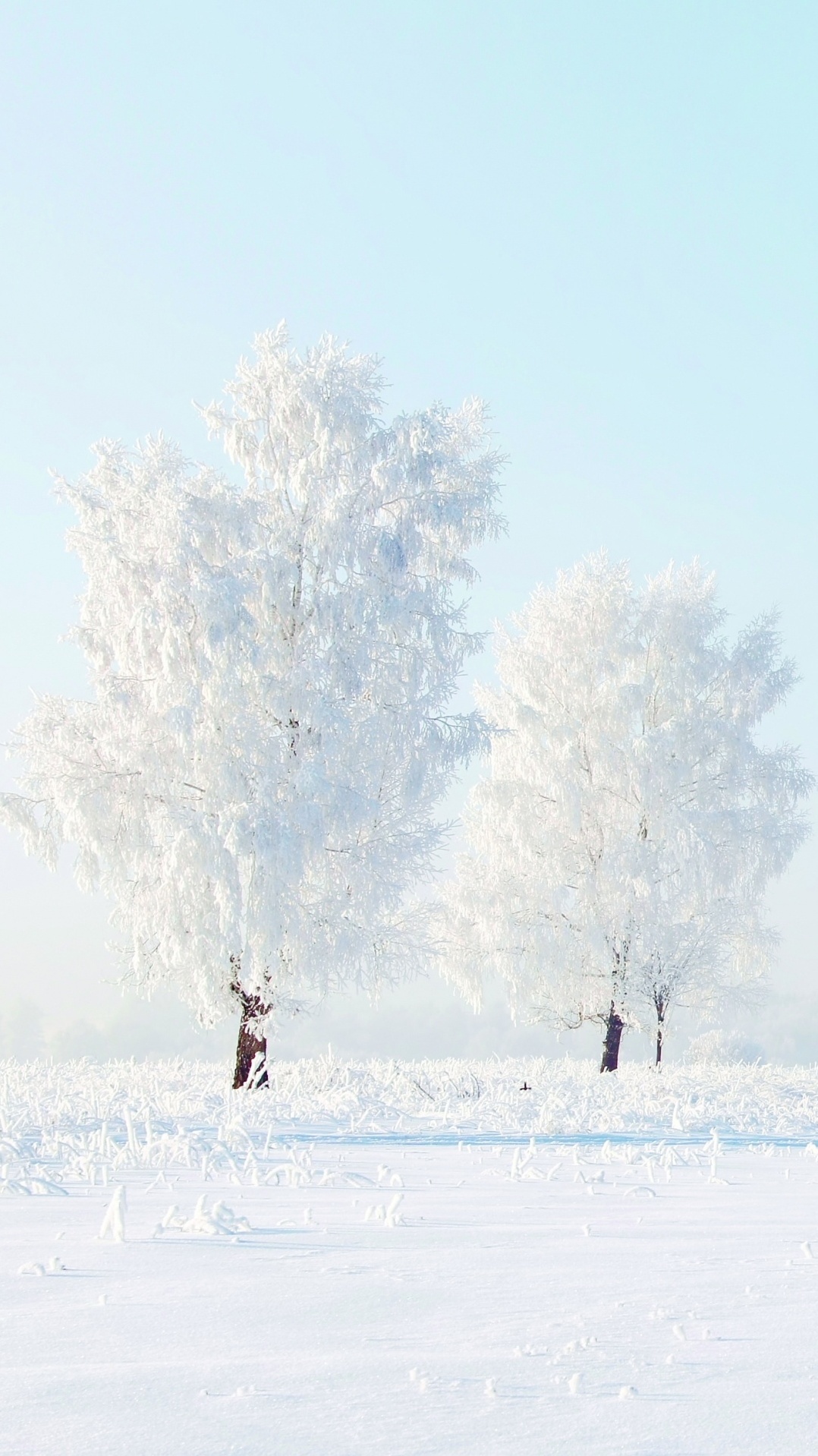 снег, мороз, дерево, замораживание, зима