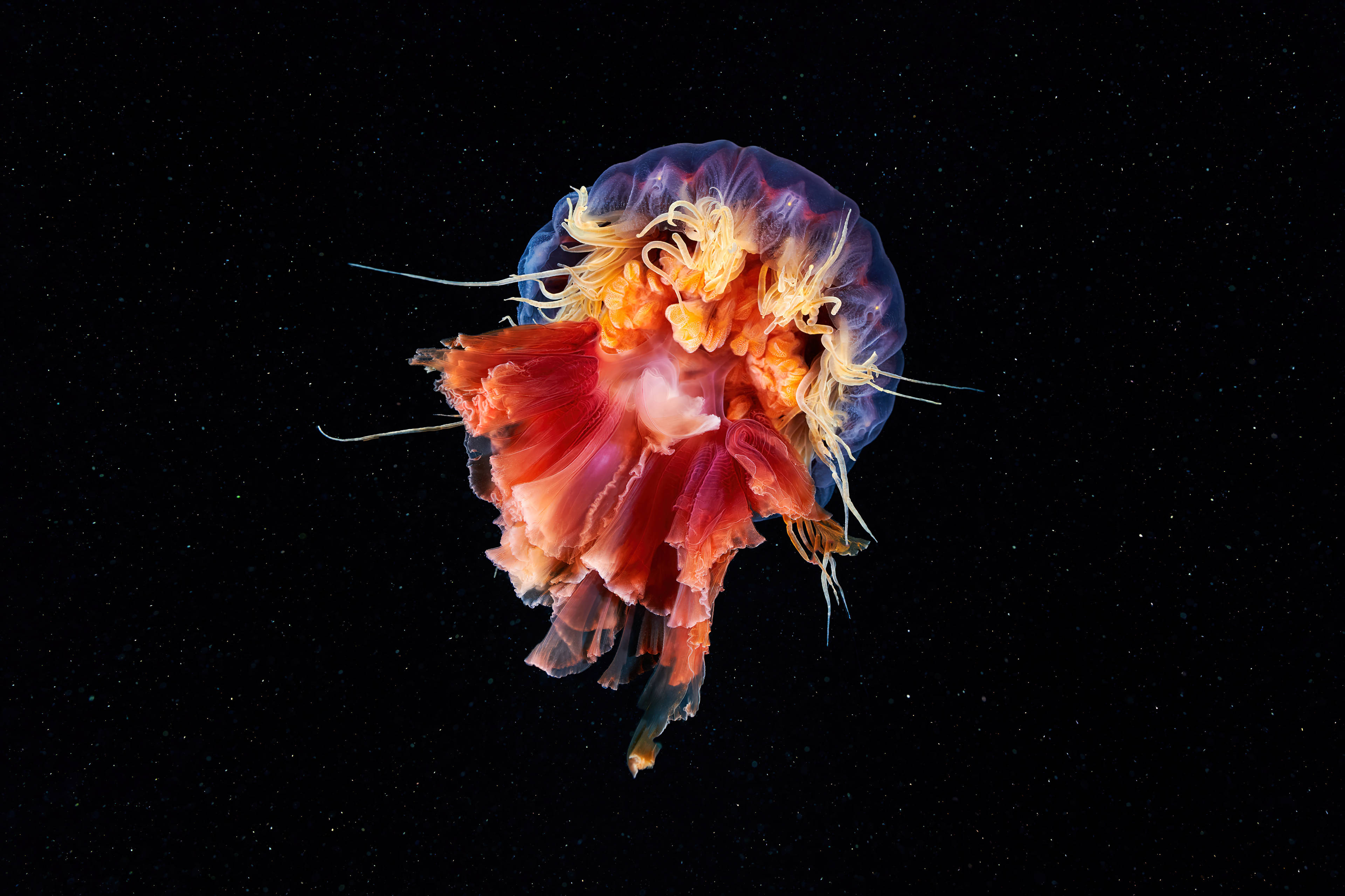 искусство медузы в черном пространстве