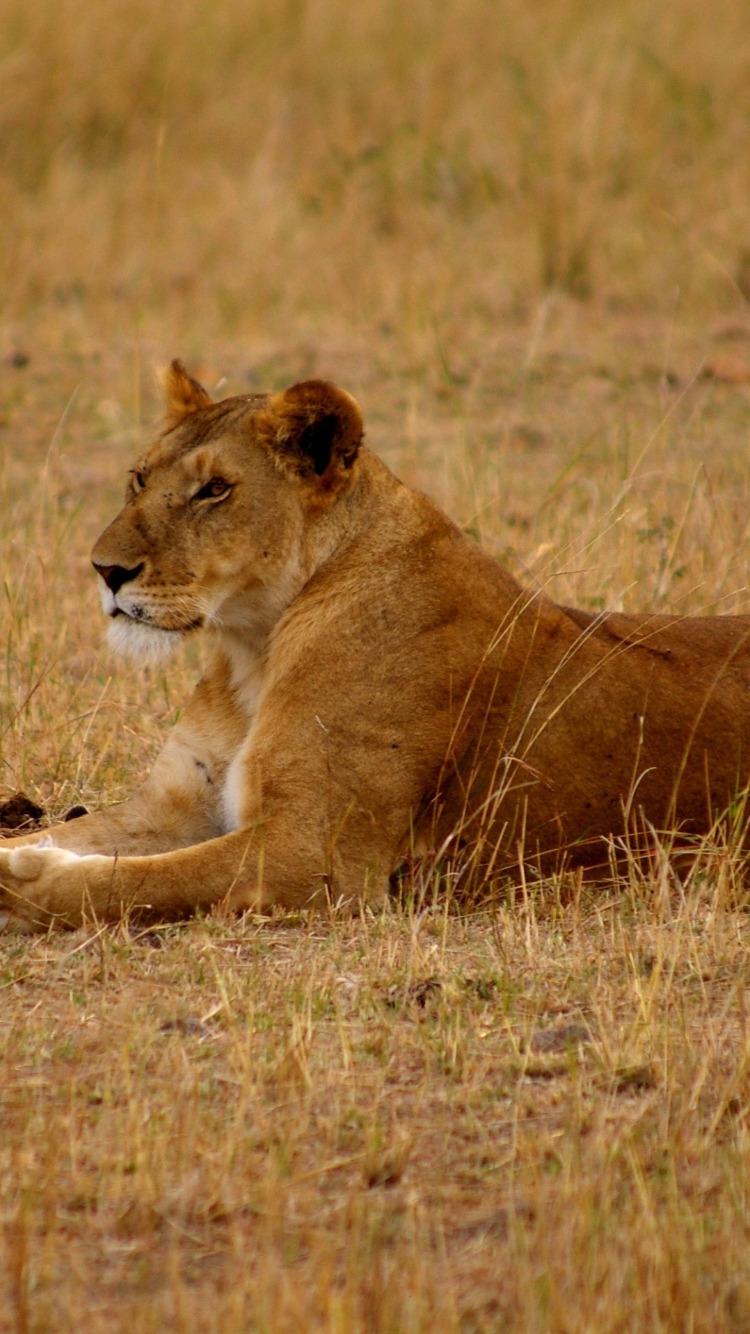 масаи лев, наземные животные, лев, живая природа, сафари