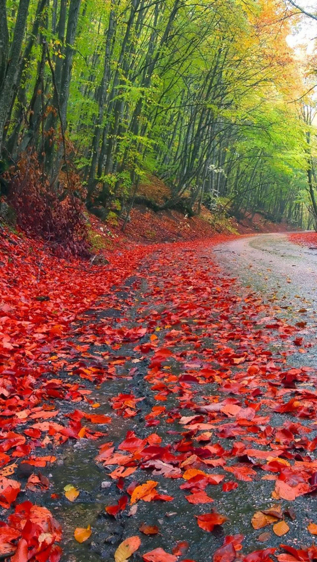 осенний iphone дождливый лес красная листва