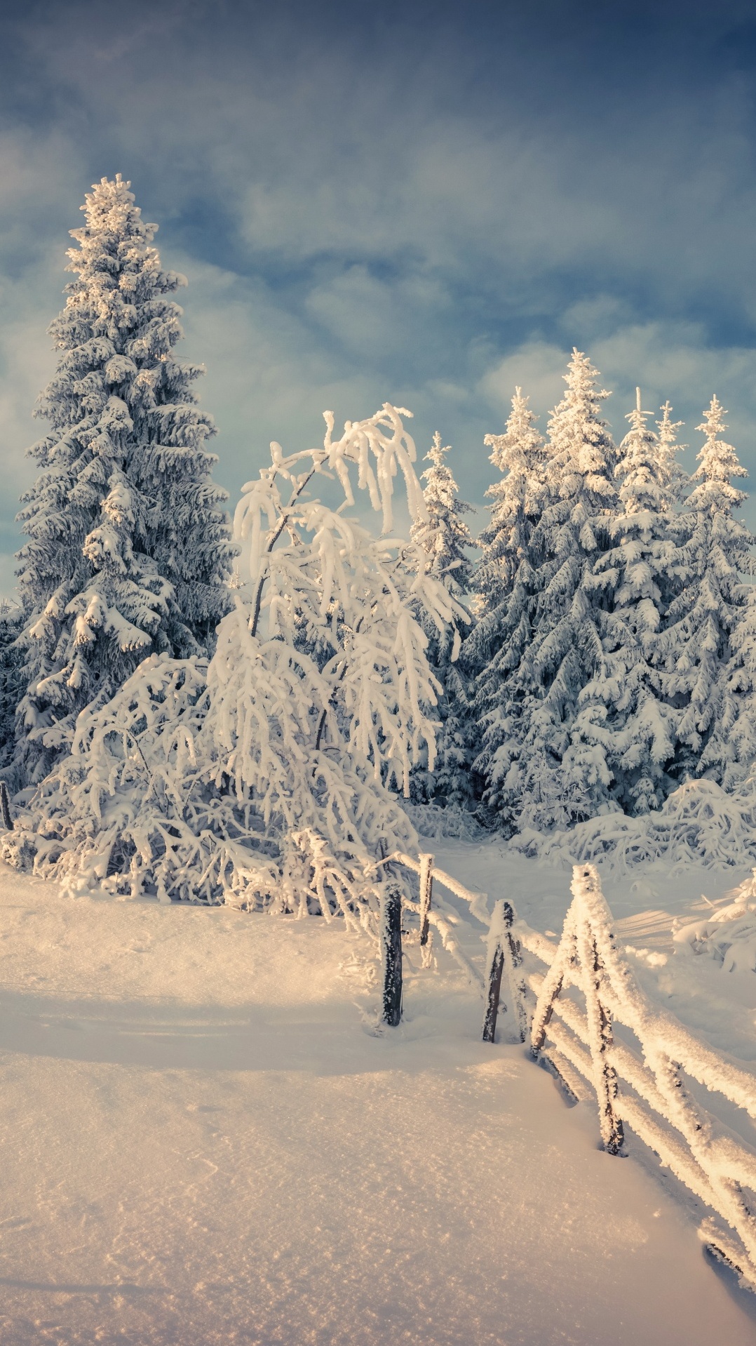 зима, замораживание, природа, дерево, снег