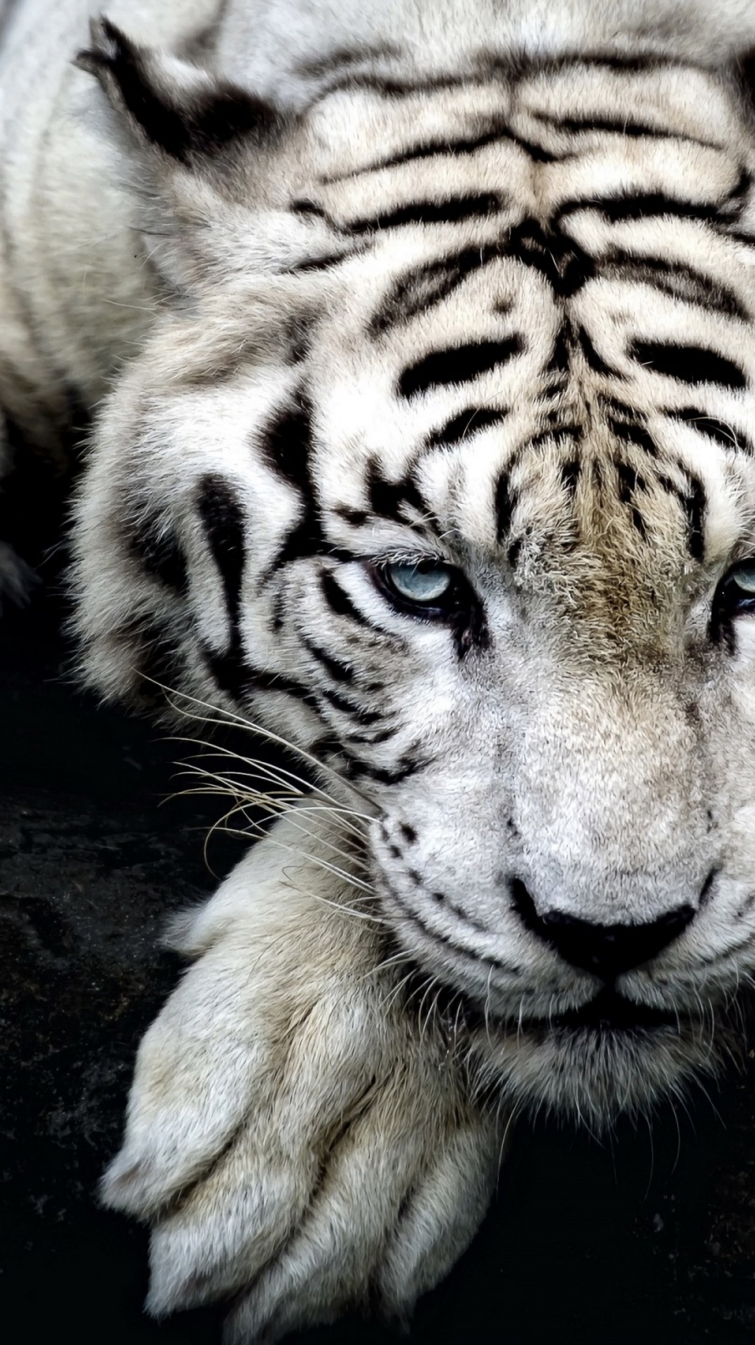 зоопарк, кошачьих, наземные животные, белый тигр, хищник