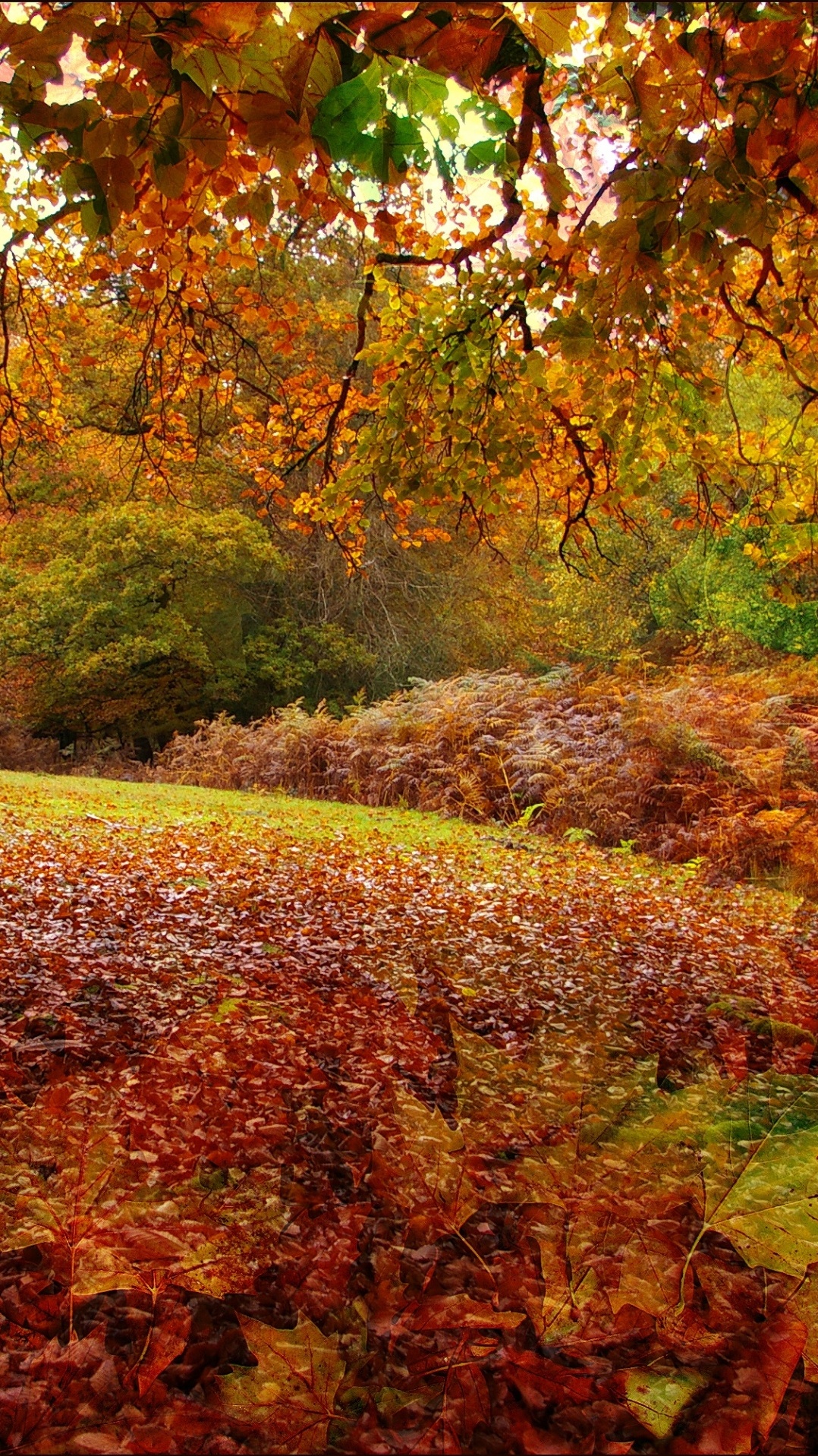 лист, природа, осень в новой англии, листопадные, осень