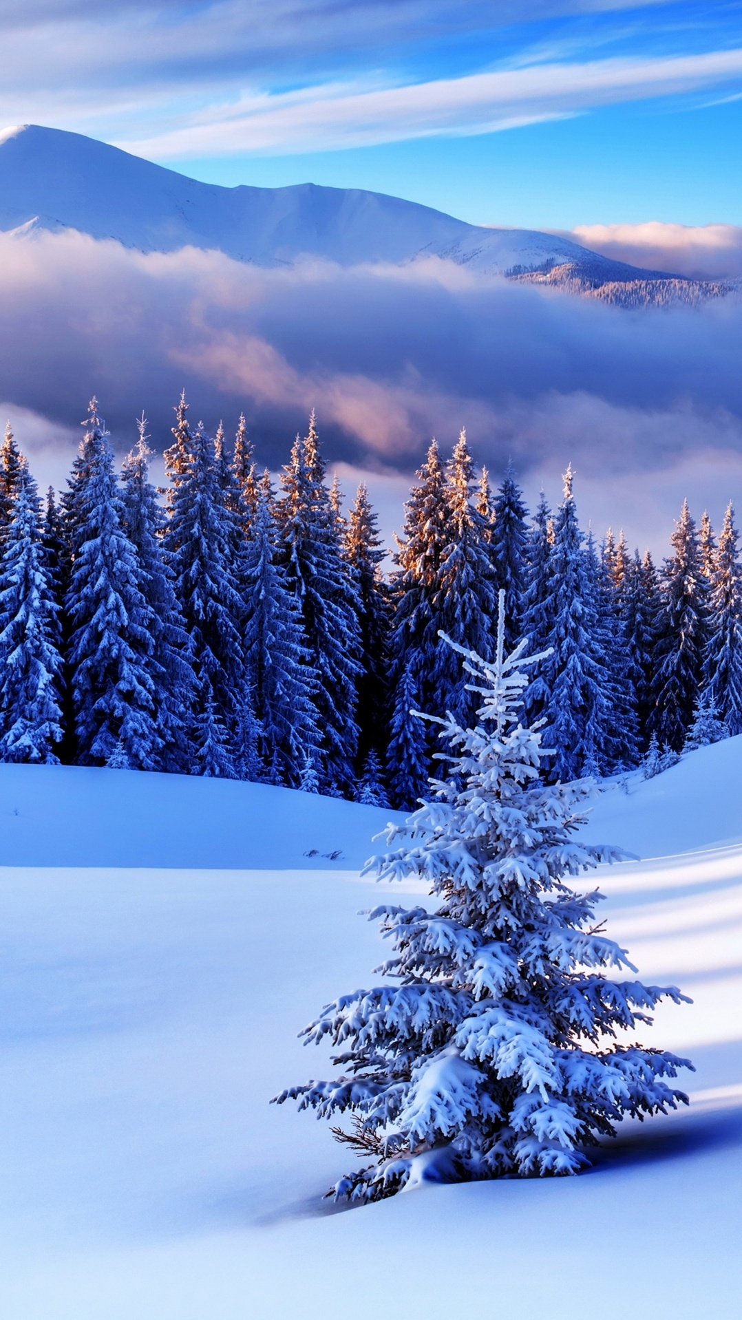 замораживание, природа, снег, дерево, зима