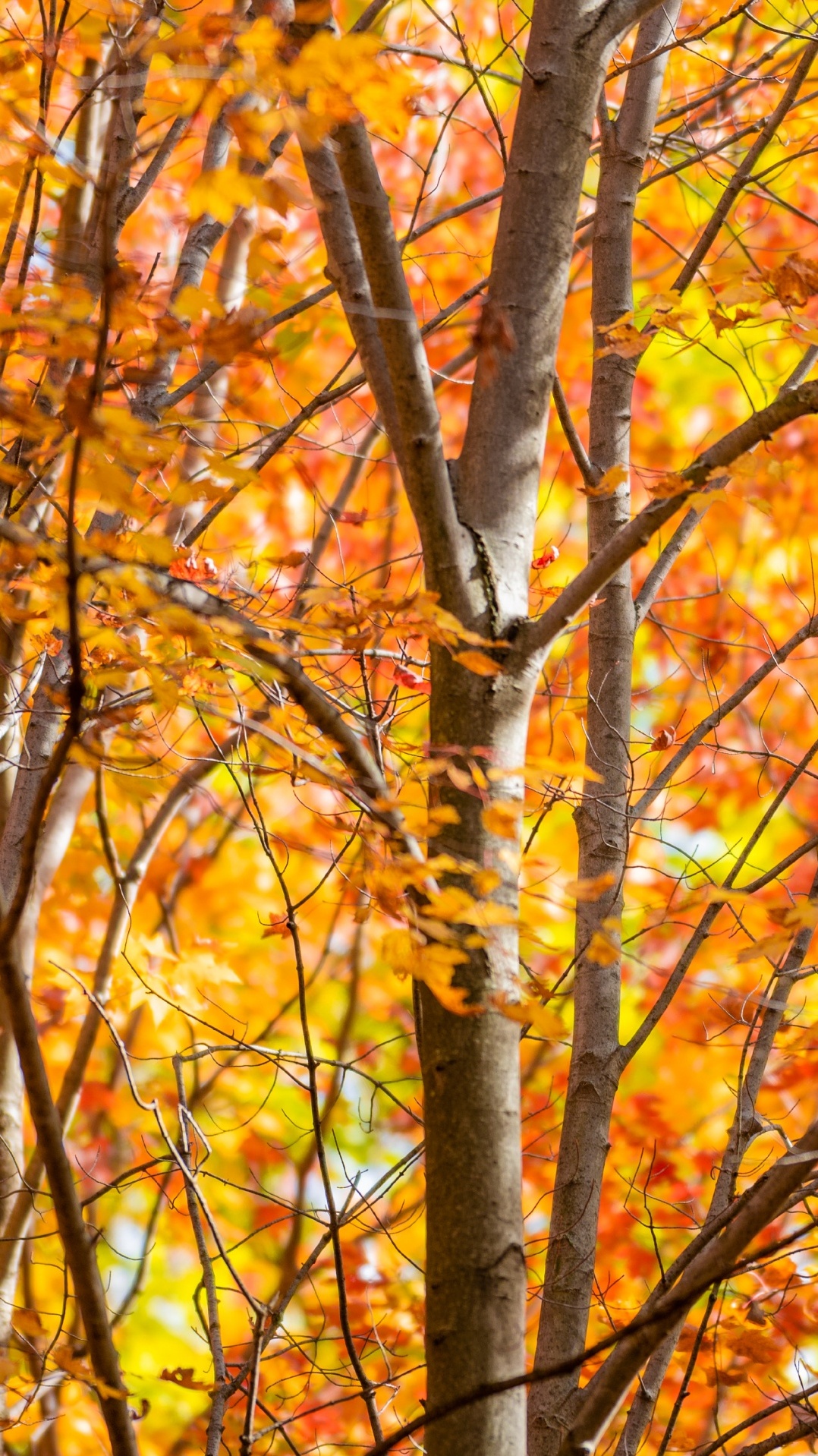 осень, дерево, ветвь, природный ландшафт, лист