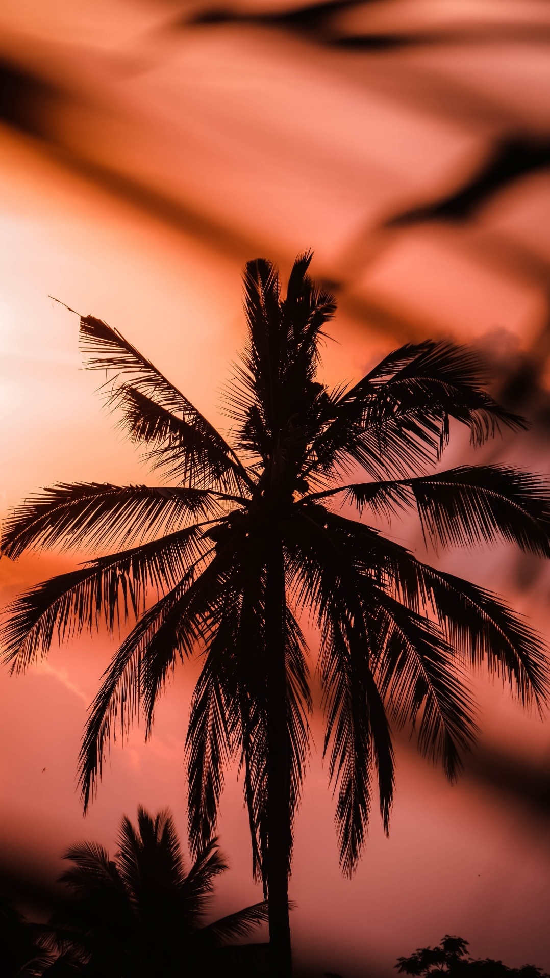 пальма, закат, дерево, тропическая зона, природа