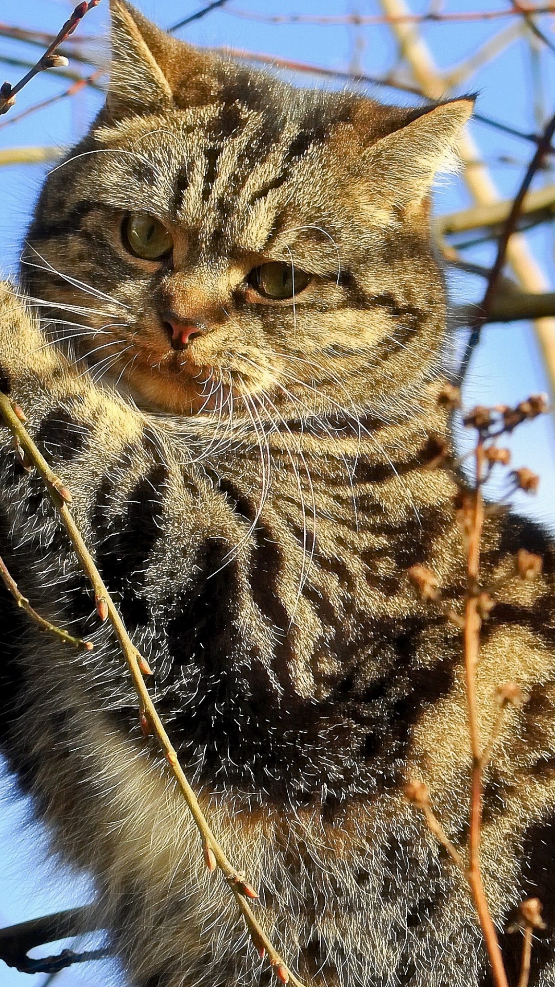 кот, дерево, шотландская вислоухая, фауна, ветвь