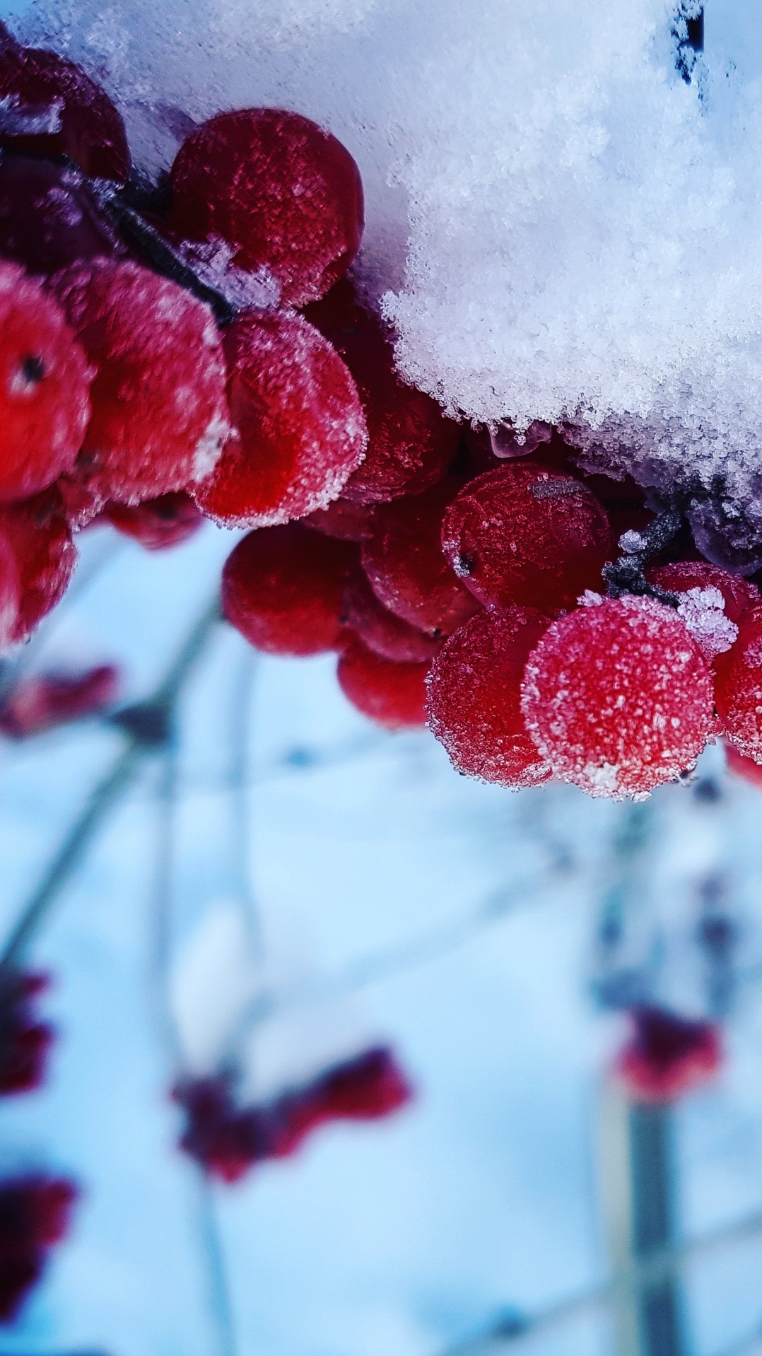 снег, ягоды, фрукты, зима, простуда