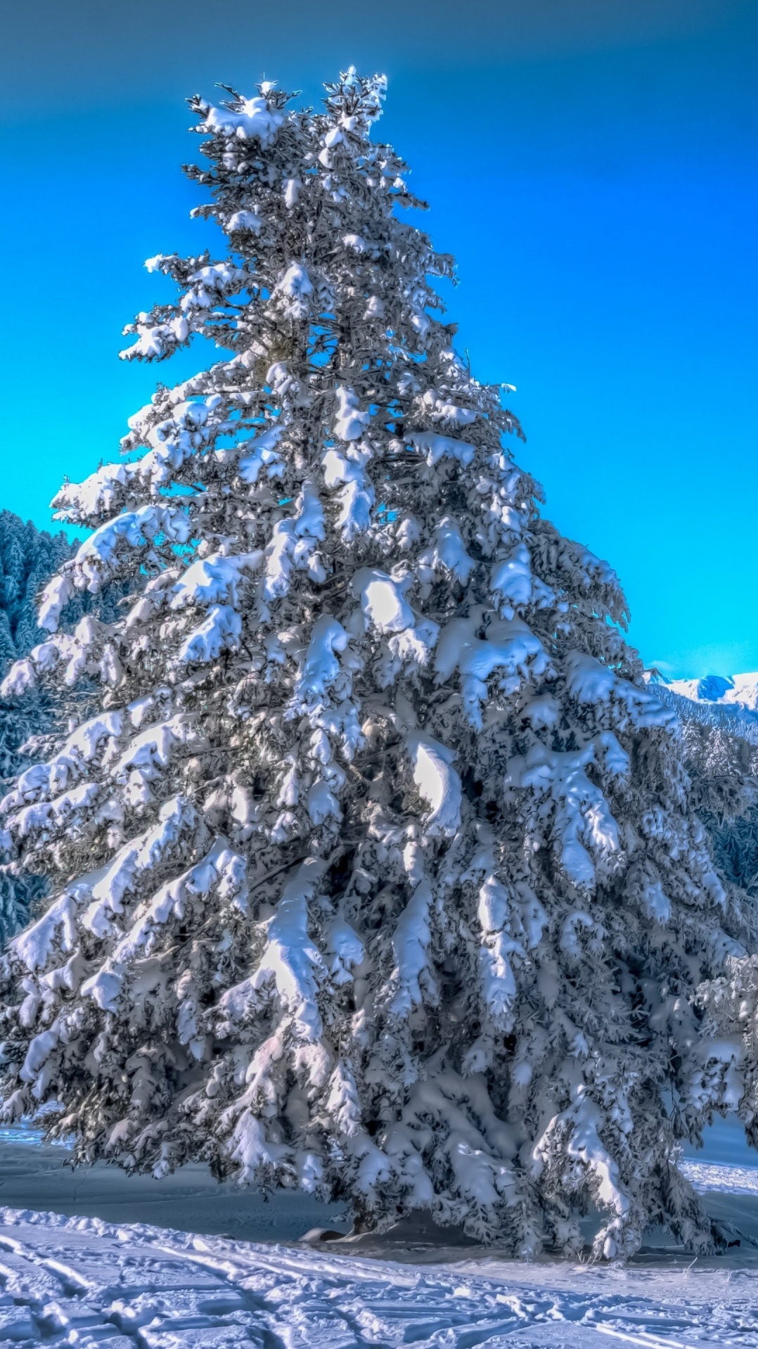 снег, природа, дерево, зима, замораживание