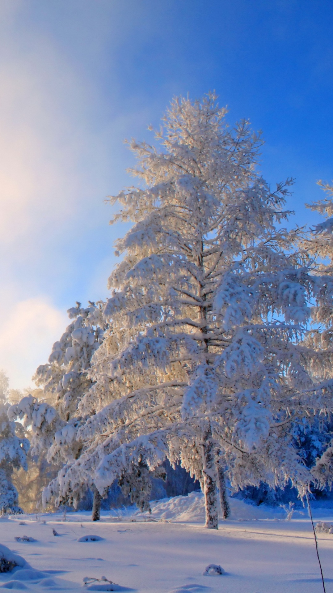 пейзаж, дерево, зима, природа, снег