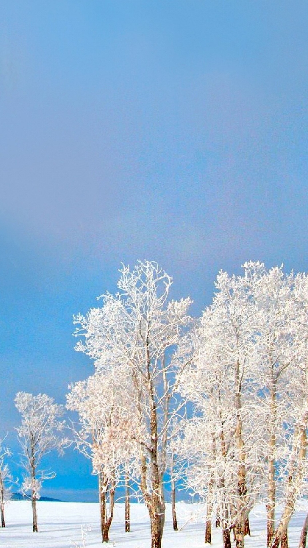 дерево, замораживание, мороз, зима, снег