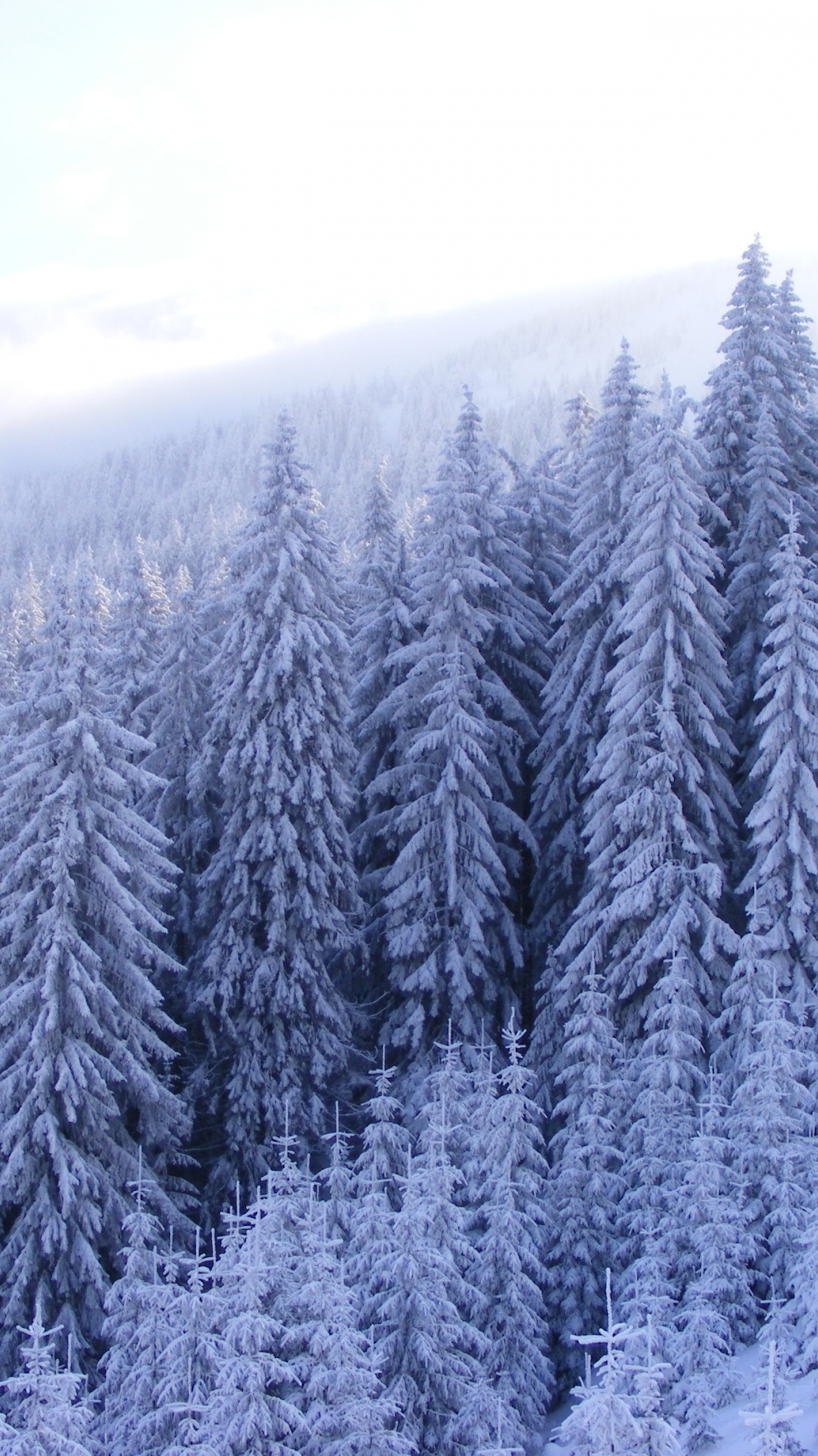 снег, зима, дерево, пихта, лес
