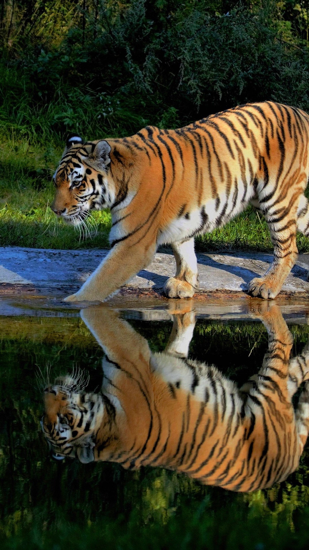 бенгальский тигр, кошачьих, тигр, амурский тигр, живая природа