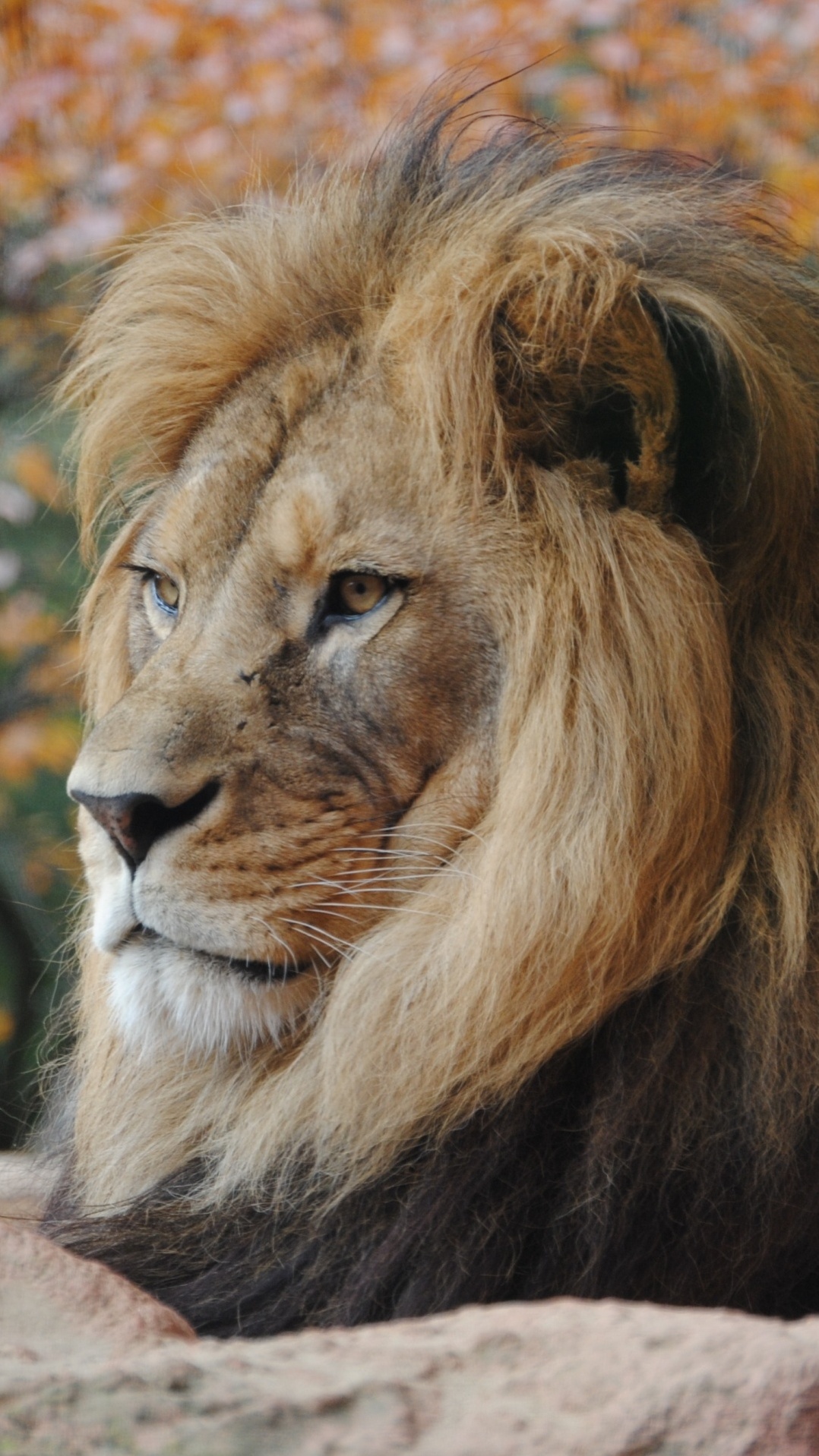 наземные животные, масаи лев, живая природа, волосы, лев