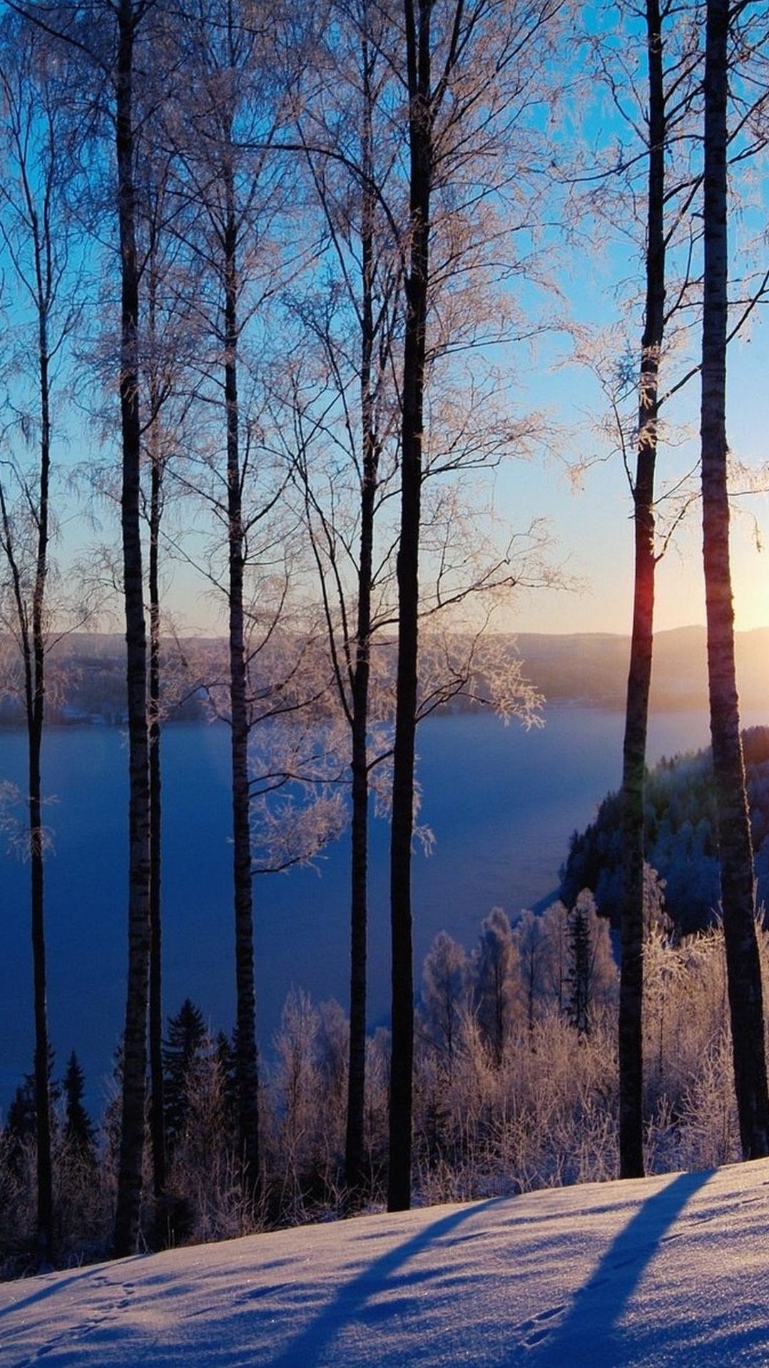 снег, дерево, зима, природа, лес