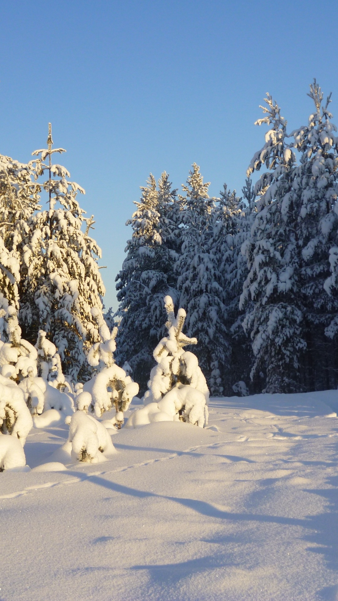ель, зима, снег, дерево, замораживание