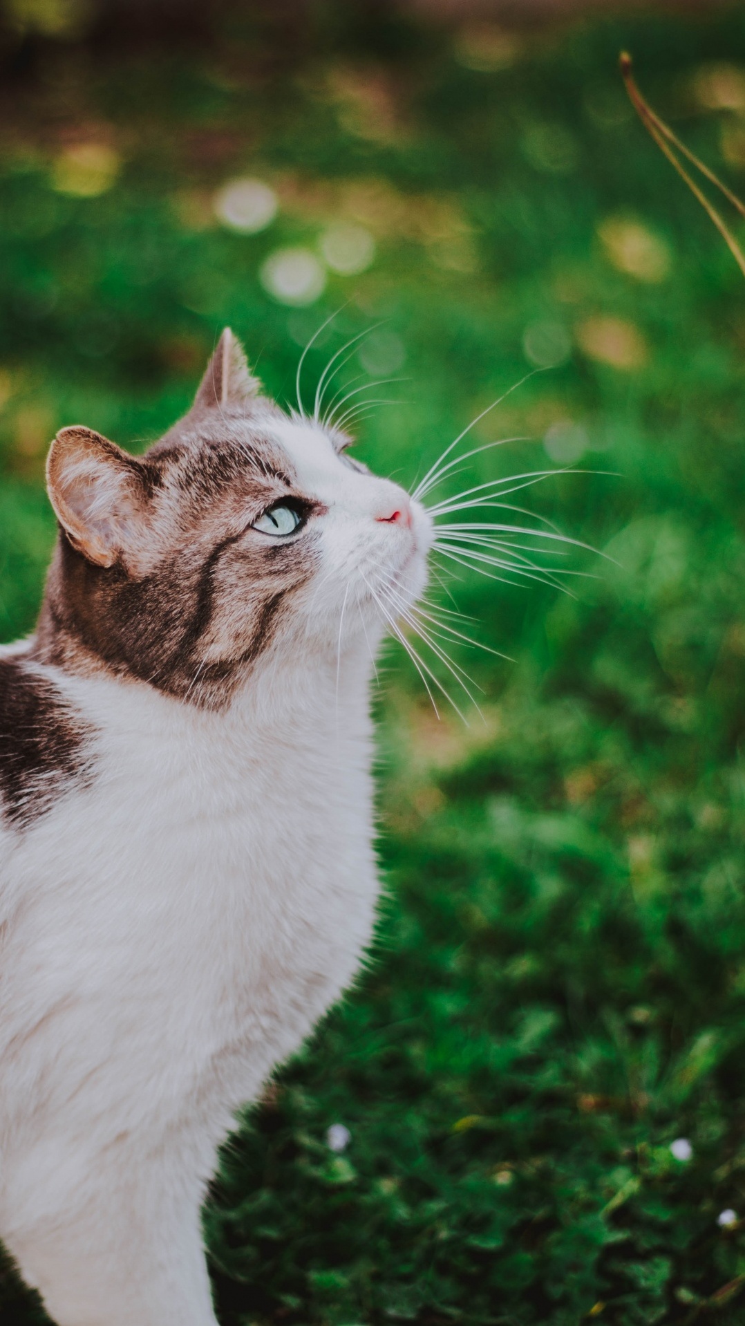 зеленый, бакенбарды, кошачьих, кот, эгейская кошка