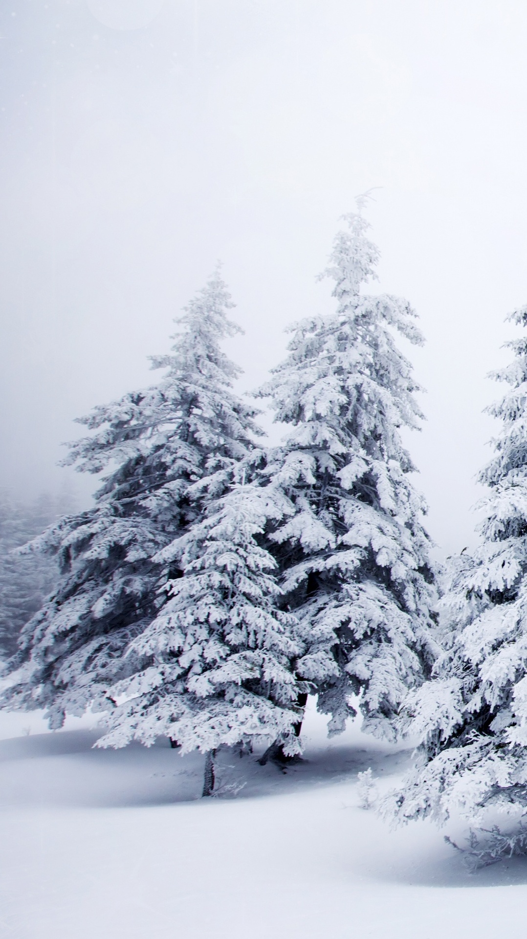 зима, елка, снег, дерево, мороз