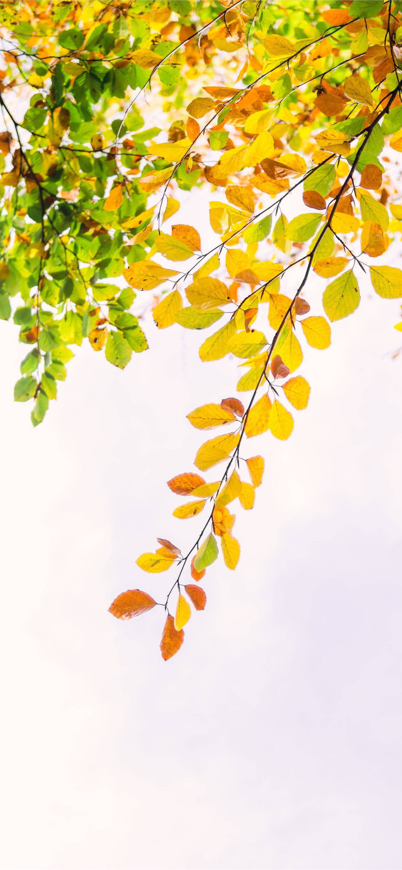 осень с желтой и зеленой листвой