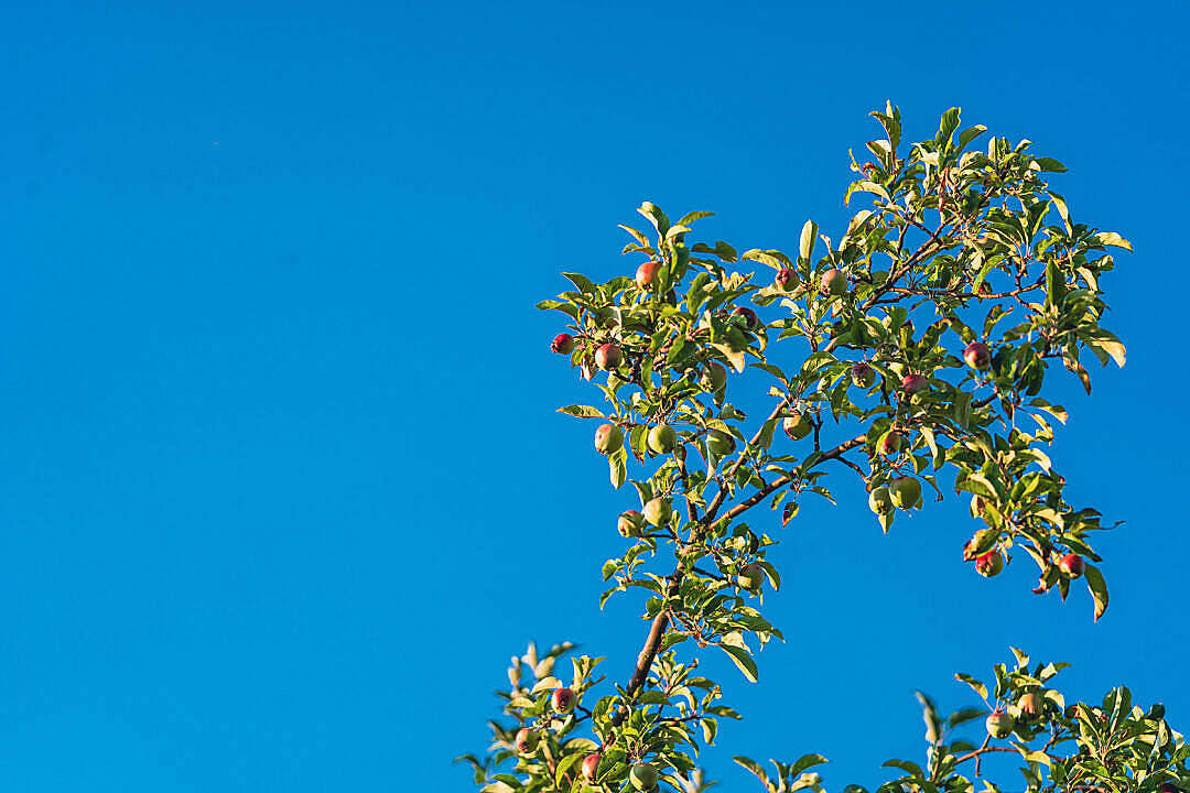 нежно-голубое эстетичное небо и ветви