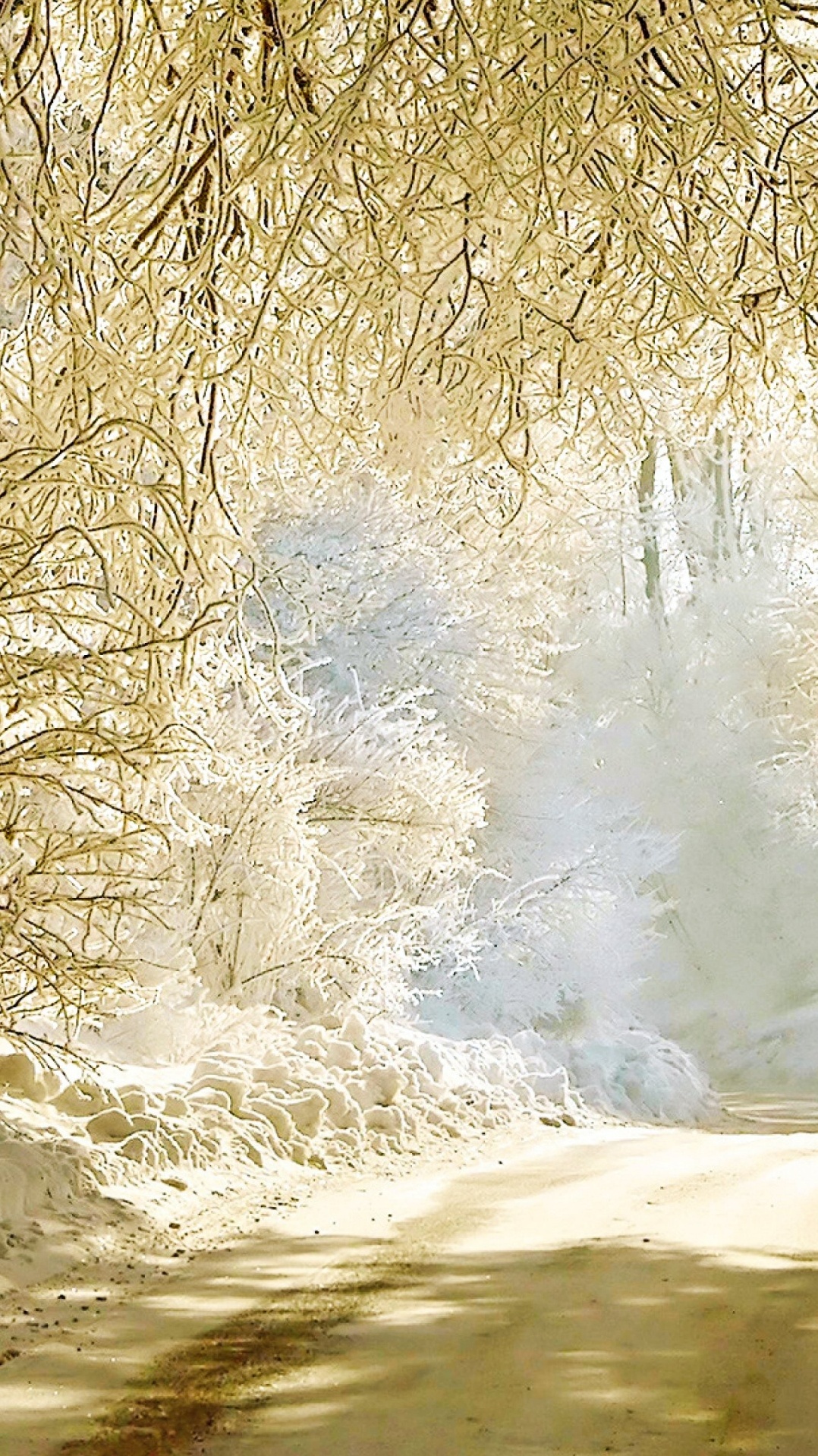 дерево, природа, ветвь, солнечный свет, зима