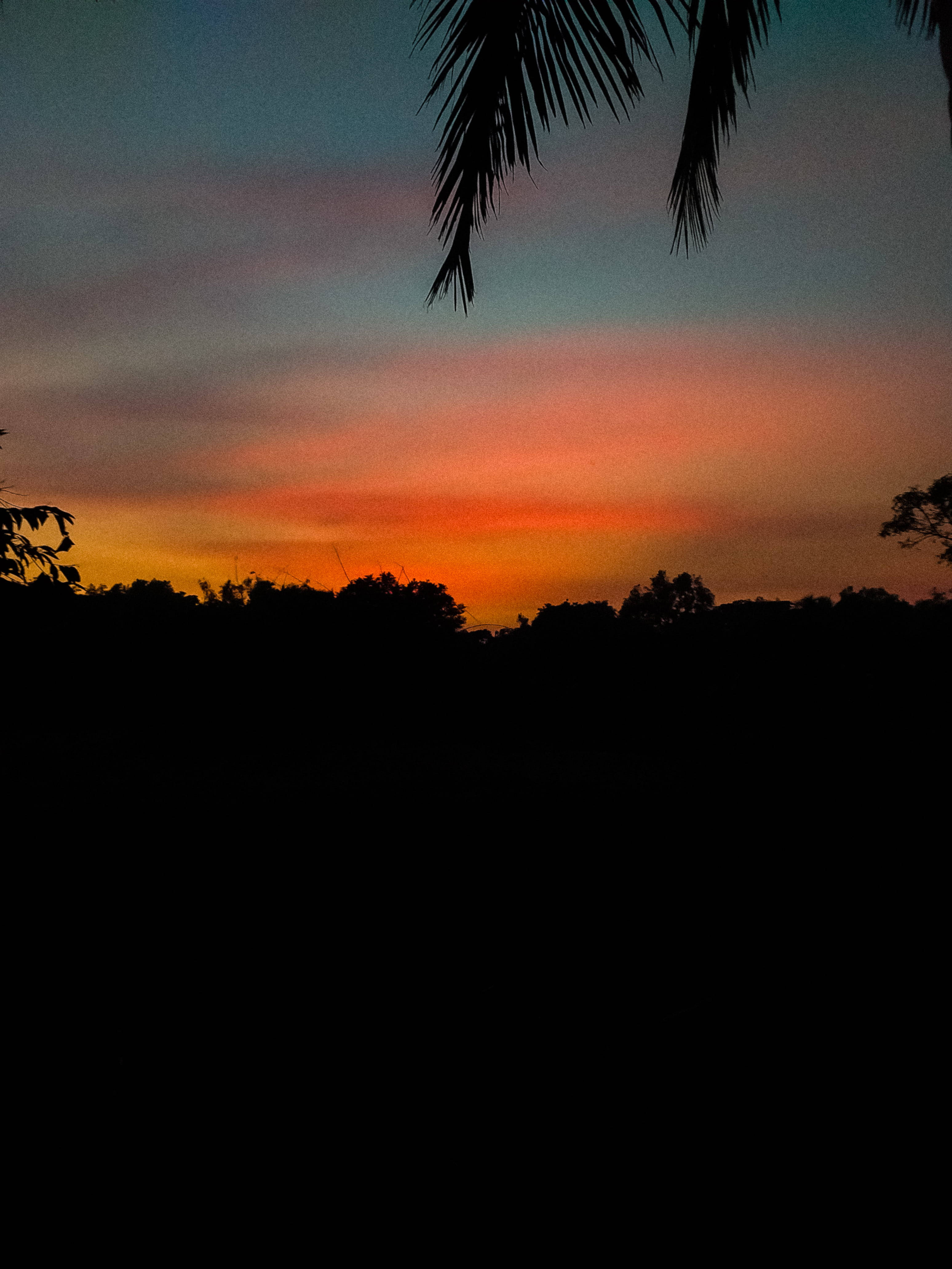оранжевый эстетичный закат с силуэтом пальмы