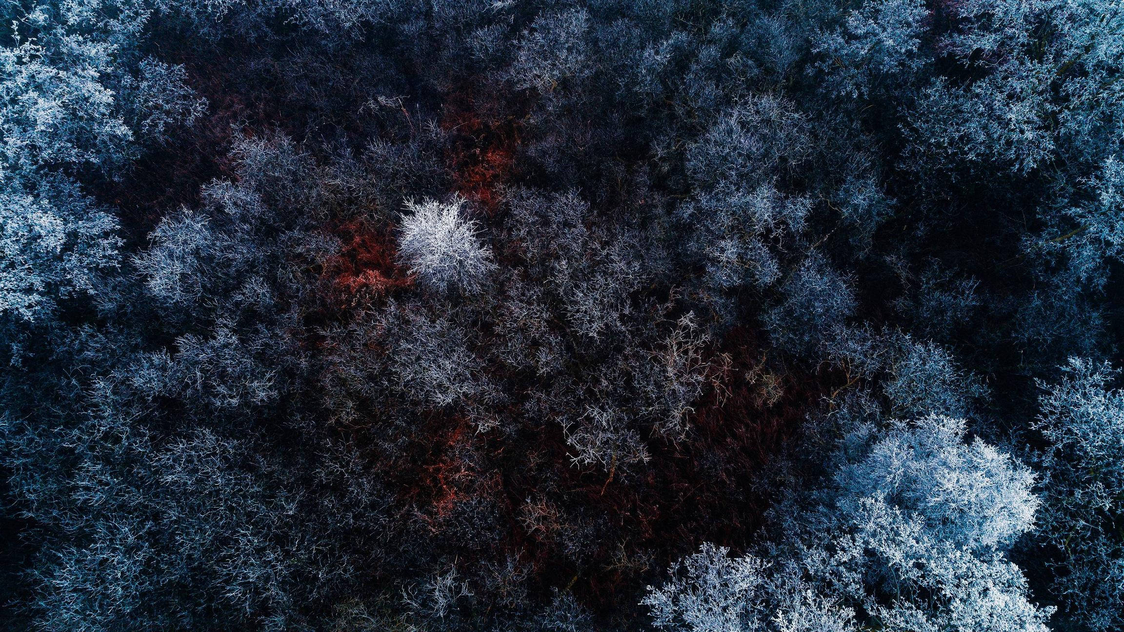 компьютерный лес 4k с видом сверху