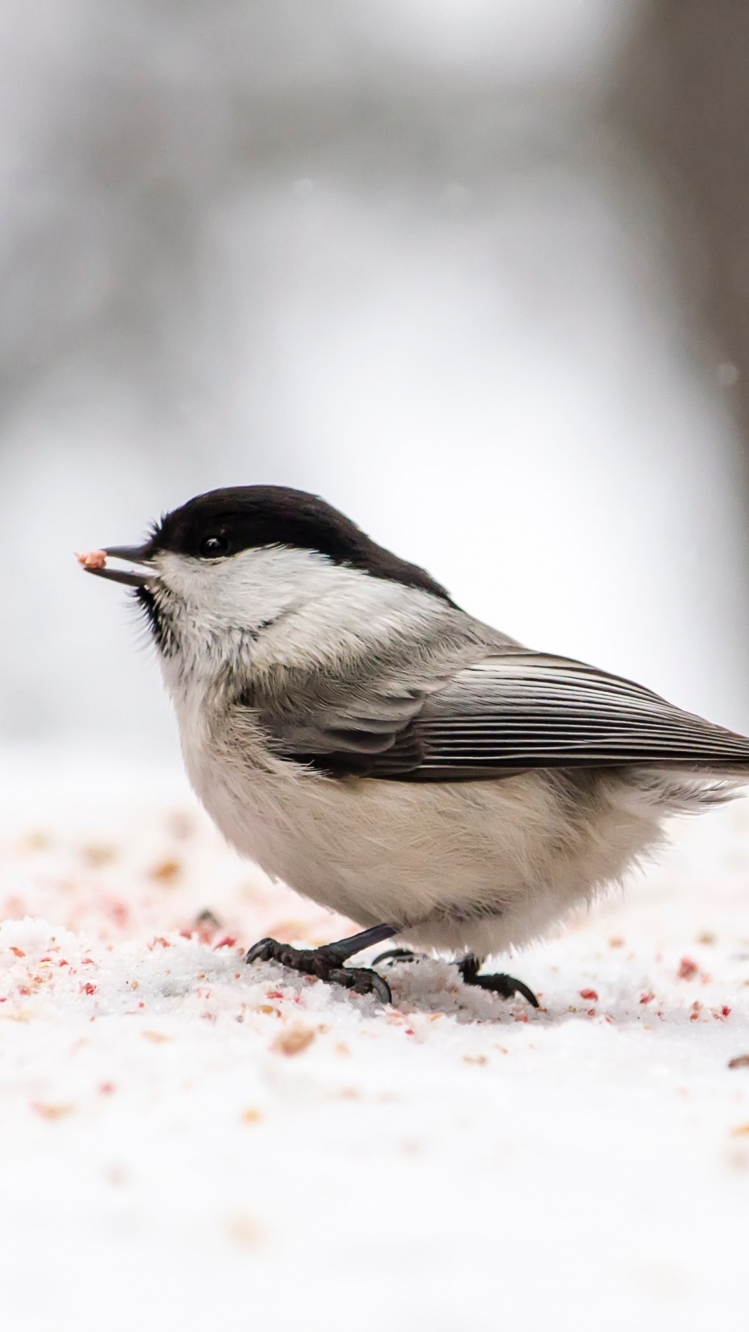 emberizidae, птица, воробей, юнко, клюв