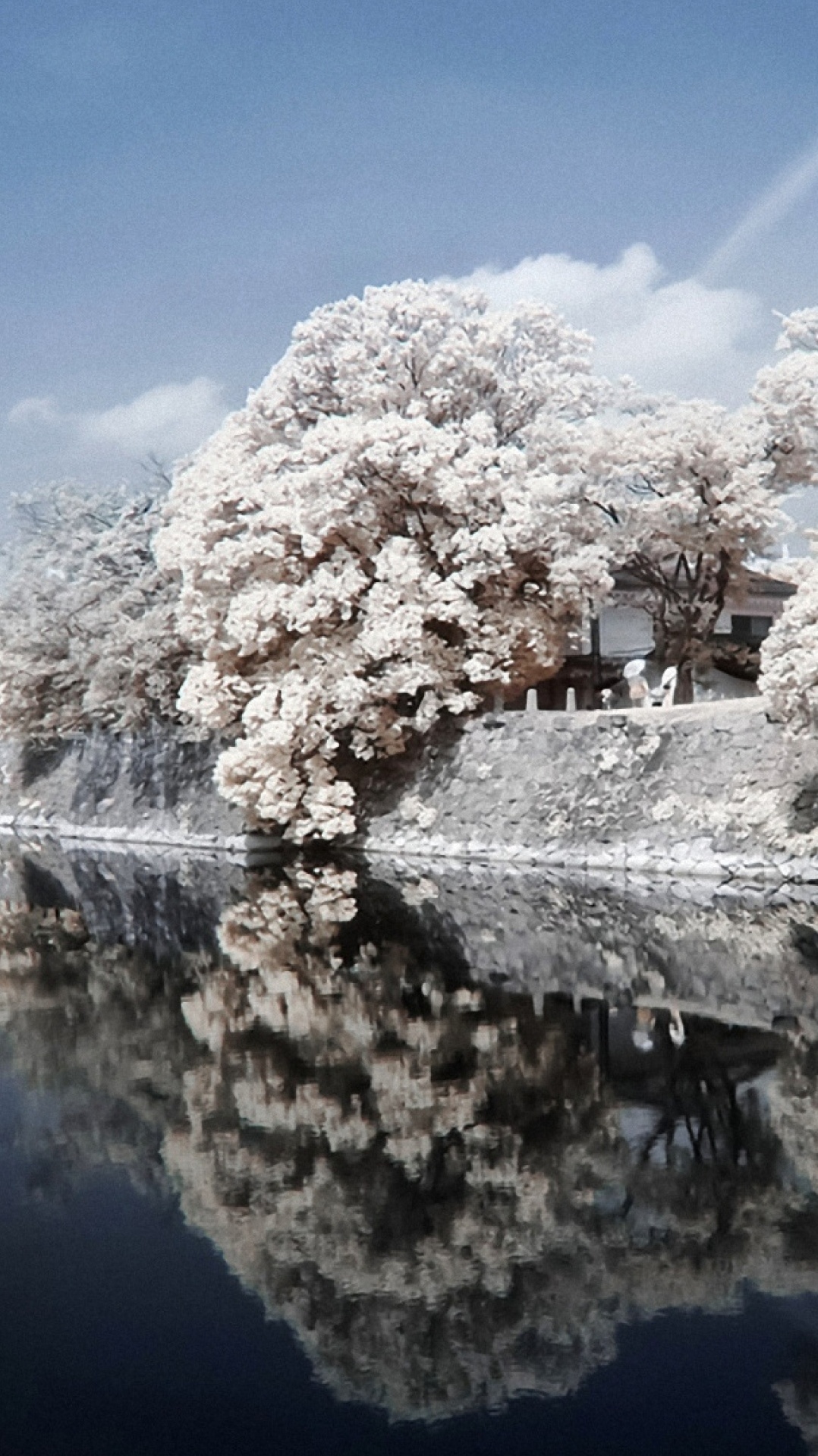 мороз, цветок, расцвет, отражение, япония