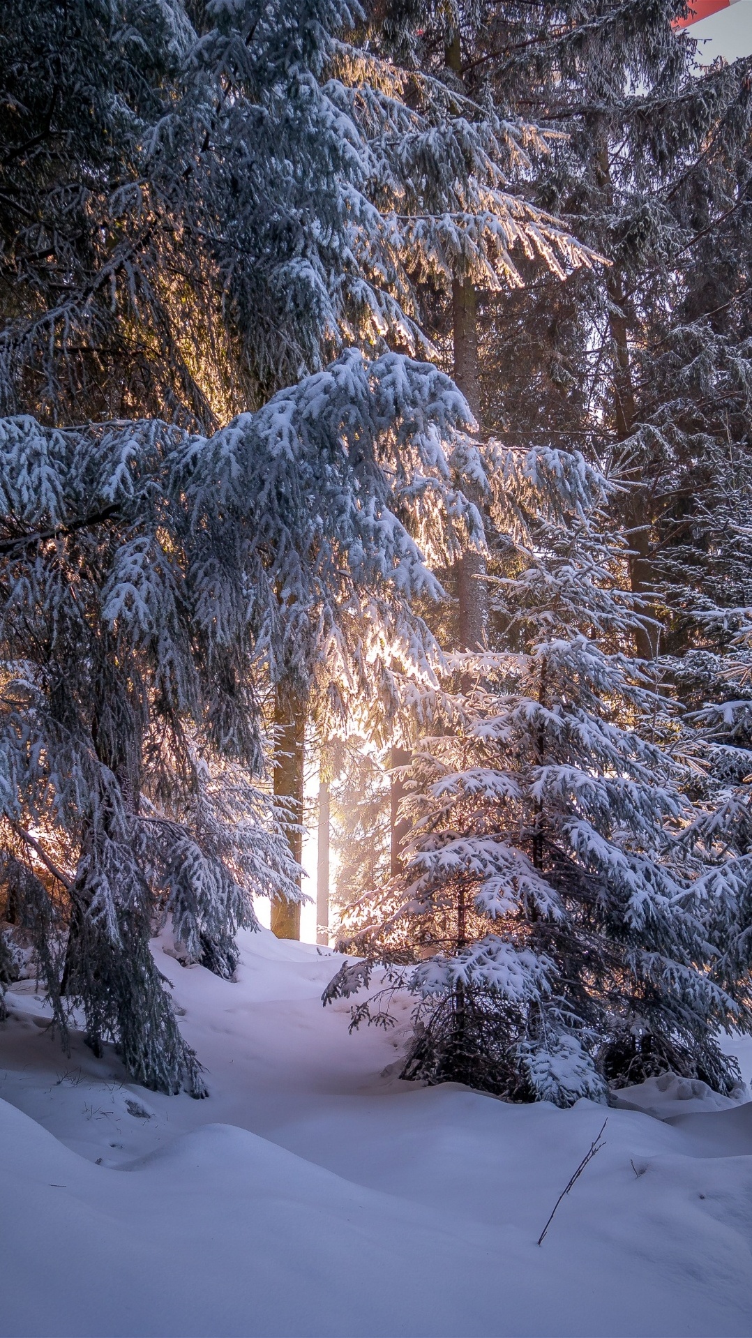 лес, зима, снег, дерево, природа