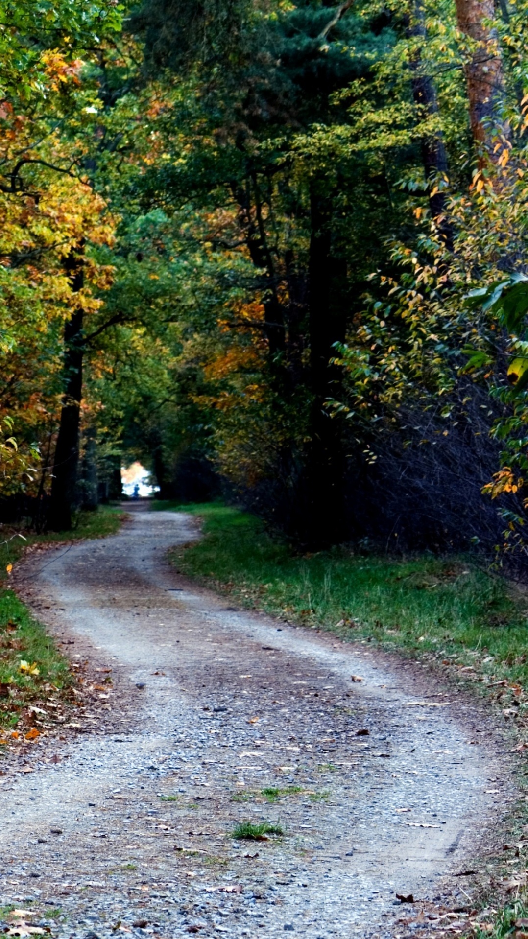 природа, осень, дерево, листопадные, лес