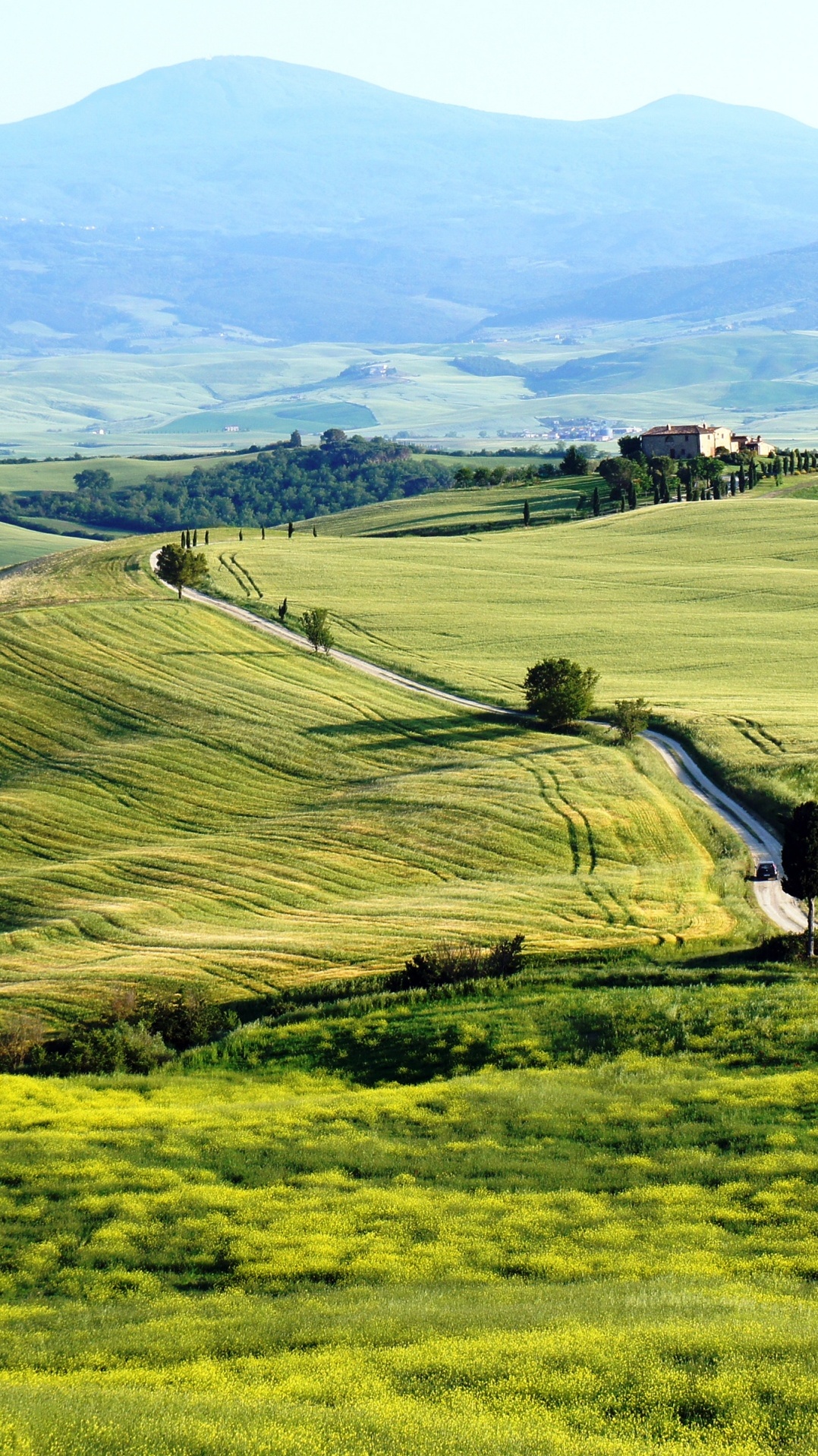 растение, кьянти docg, тоскана, природа, пейзаж