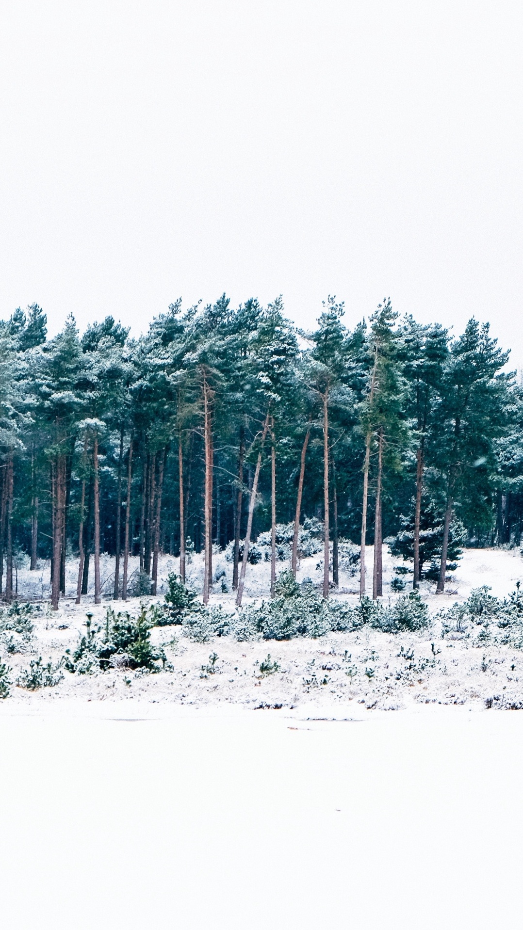 дерево, снег, лес, небо, зима