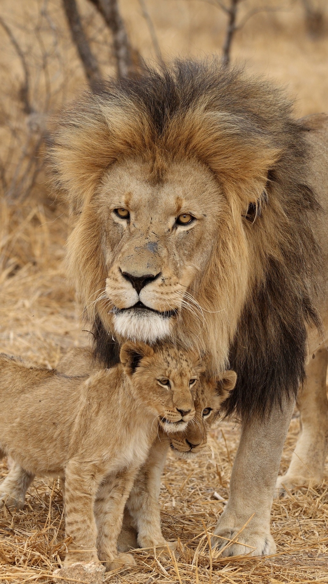 король-лев, масаи лев, лев, наземные животные, живая природа