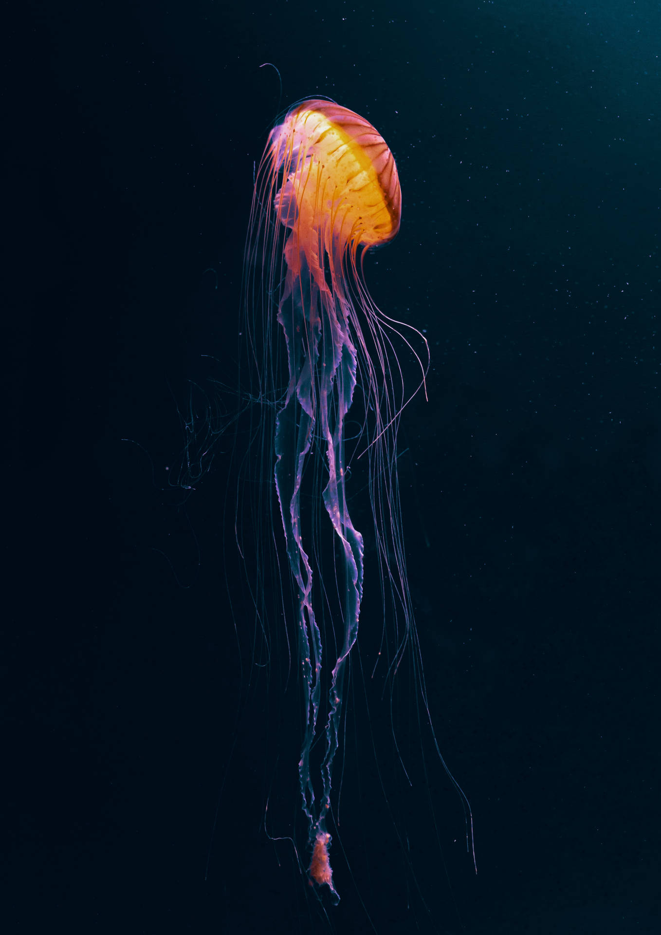 светящееся подводное существо темное аниме
