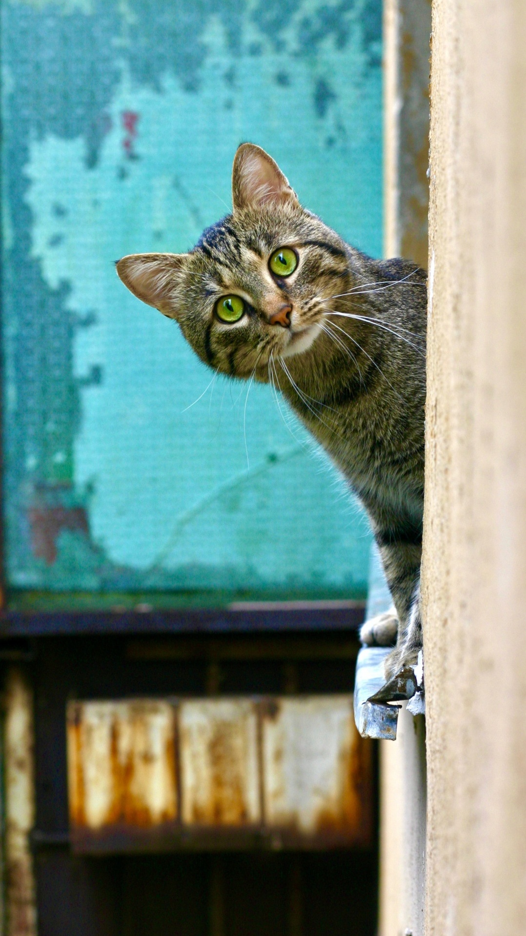 датский дог, мяуканье, больница для животных трилби, кот, кошачий корм