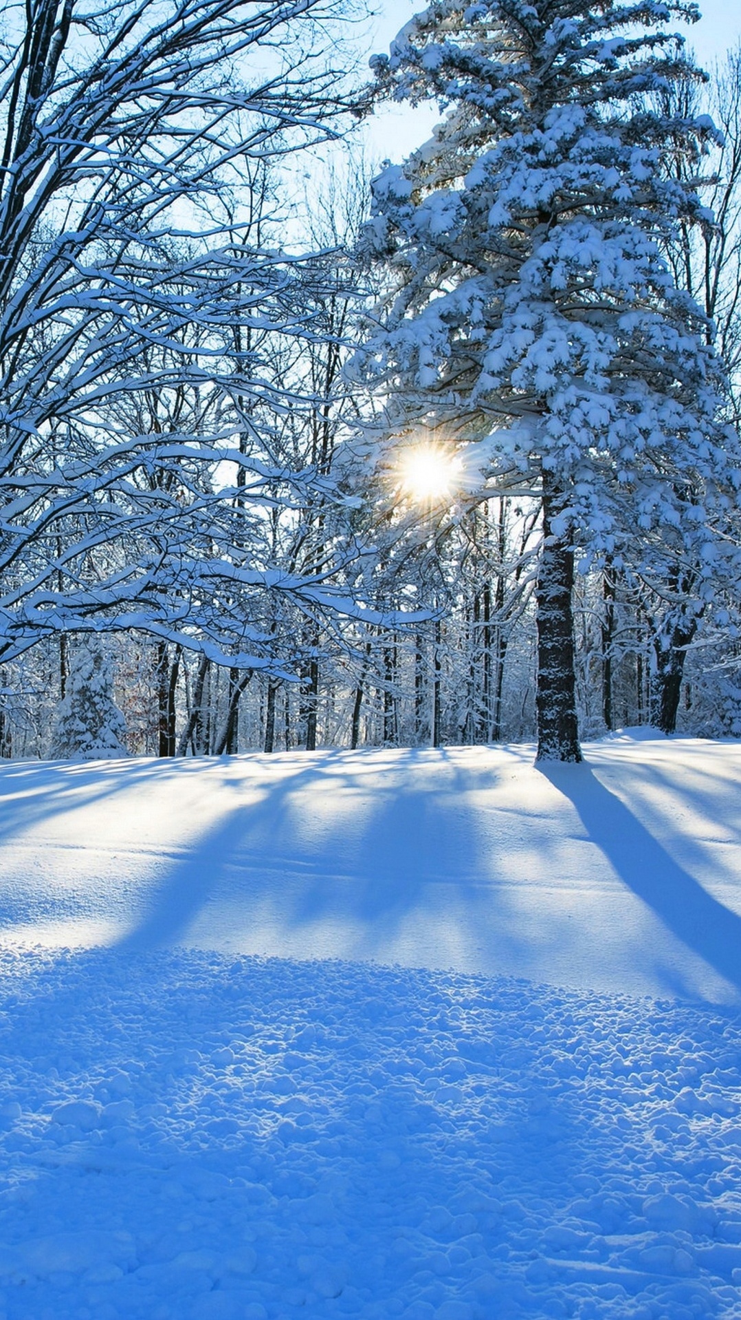 природа, зима, замораживание, снег, дерево