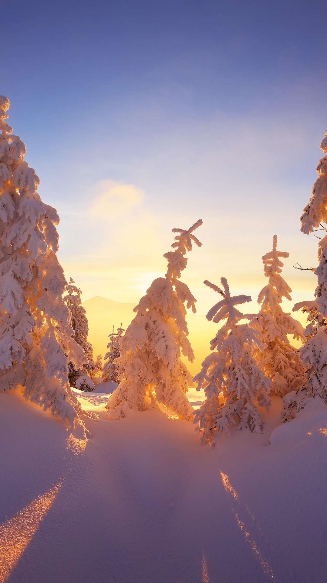 природа, зима, дерево, снег, солнечный свет