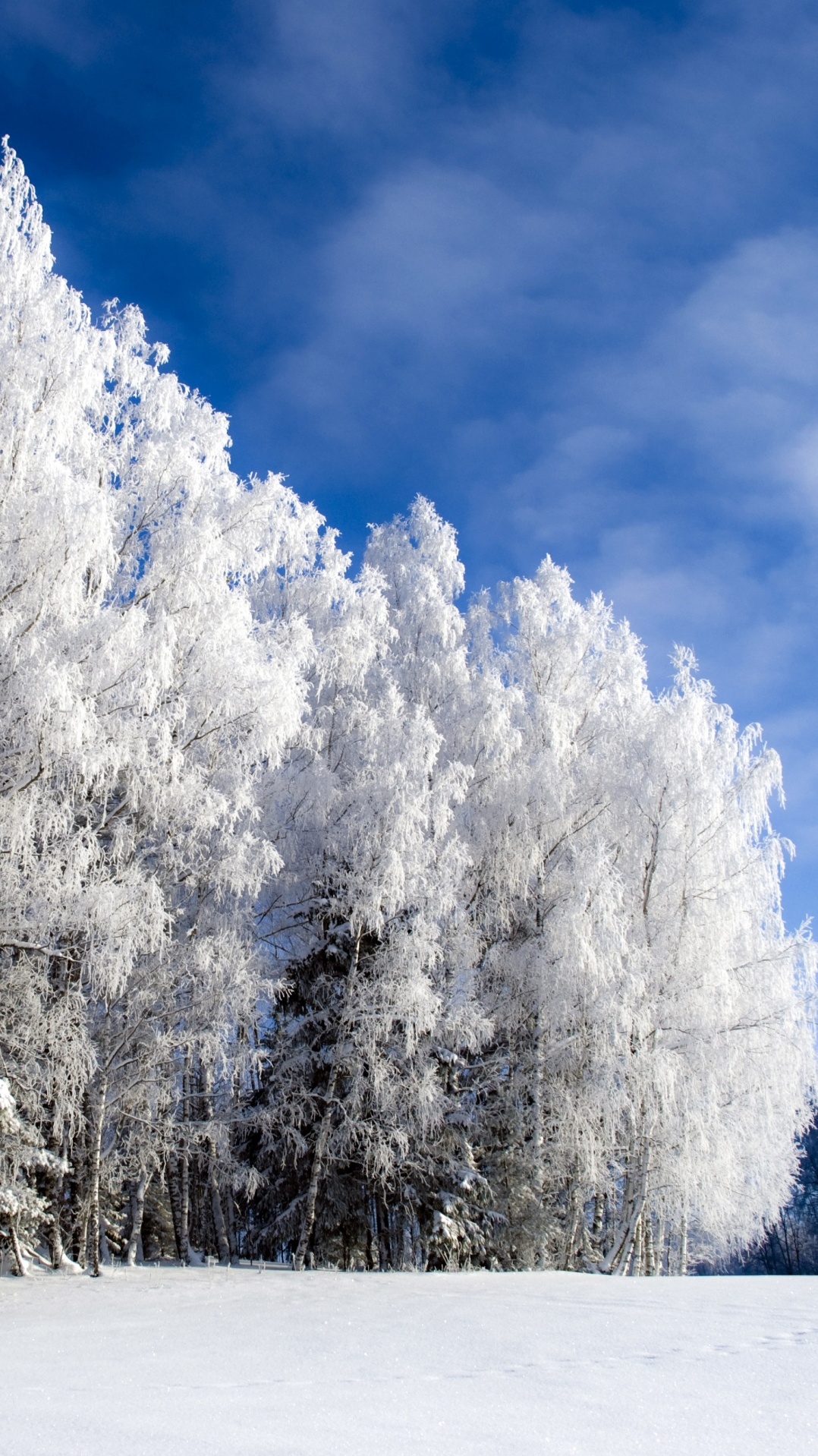 дерево, простуда, снег, мороз, зима