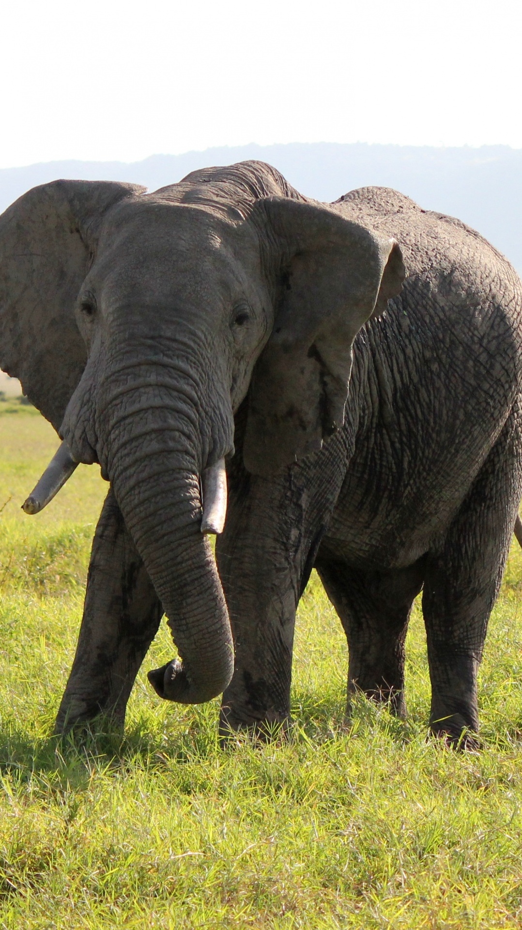 слон, африканский слон буша, наземные животные, живая природа, сафари