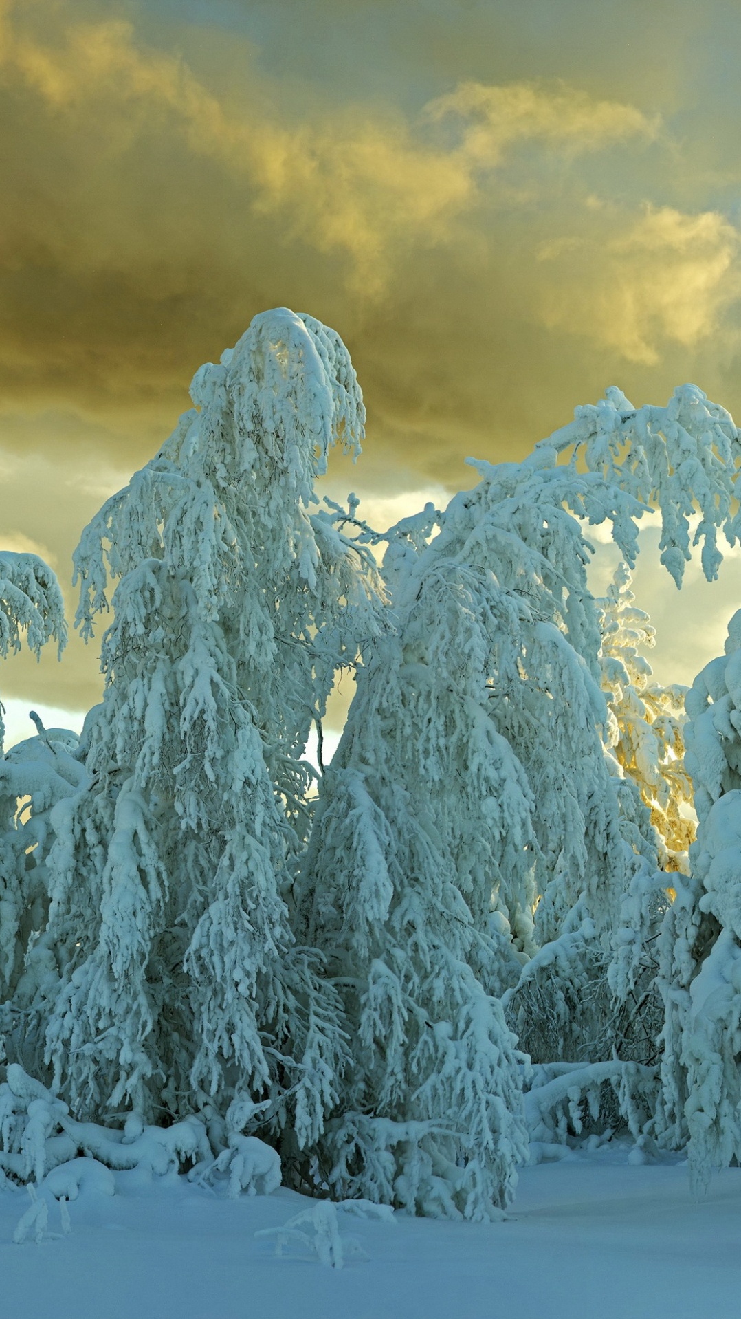 дерево, зима, снег, природа, замораживание