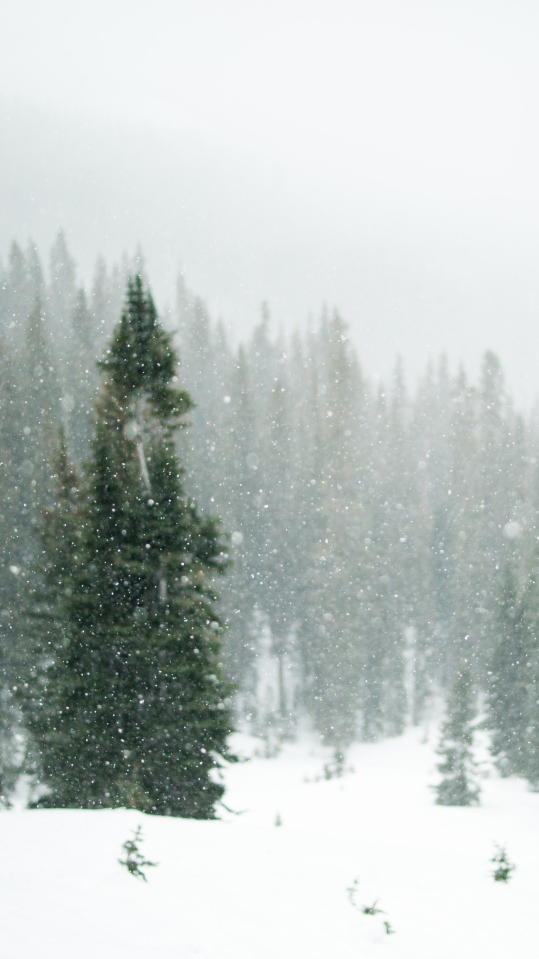 лес, дерево, зима, замораживание, снег