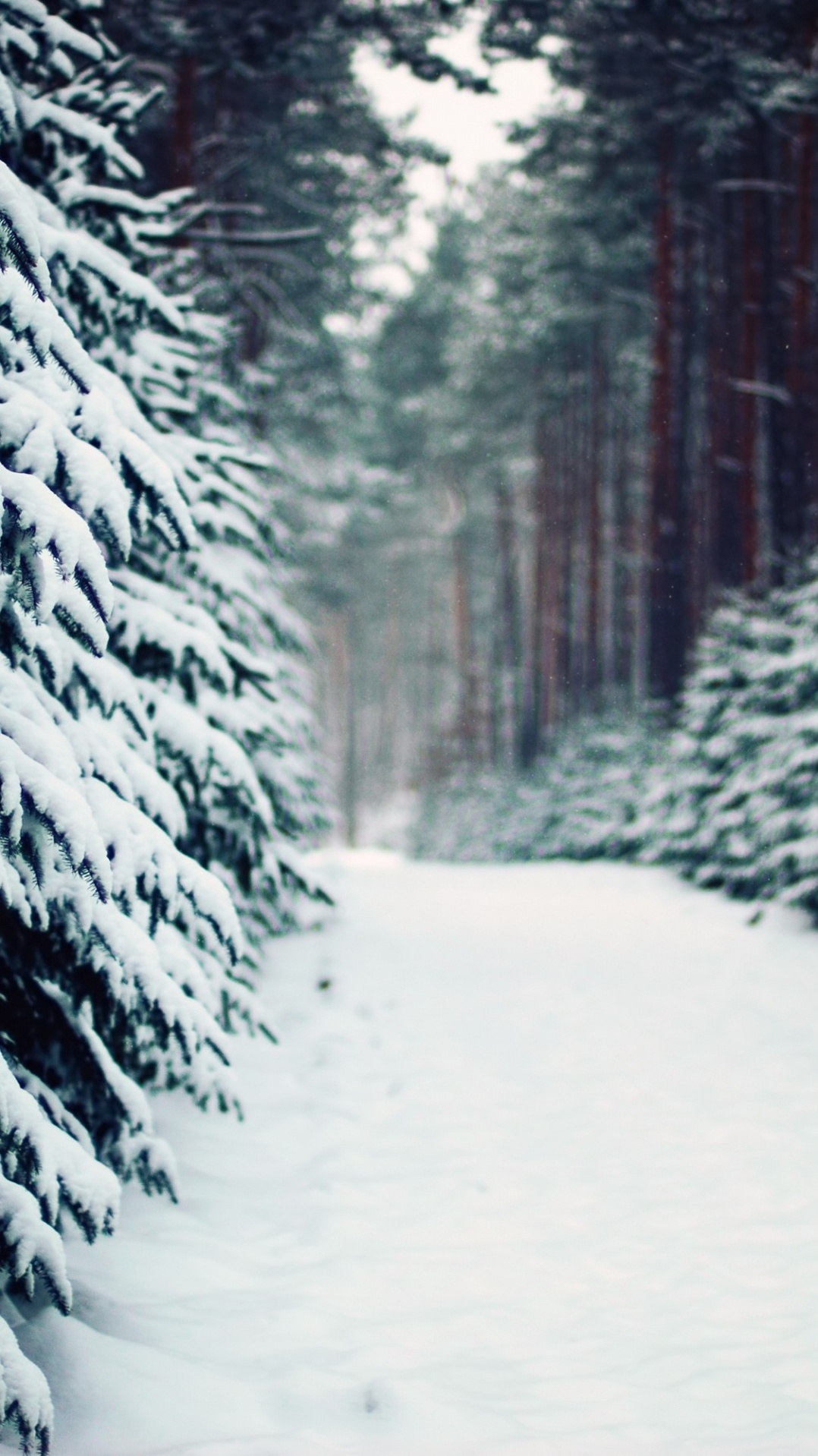 зима, природа, дерево, снег, лес