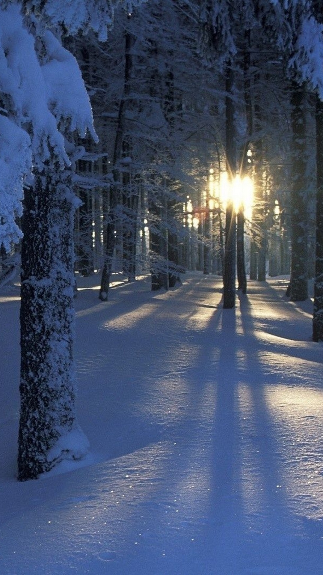 зима, природа, дерево, замораживание, снег
