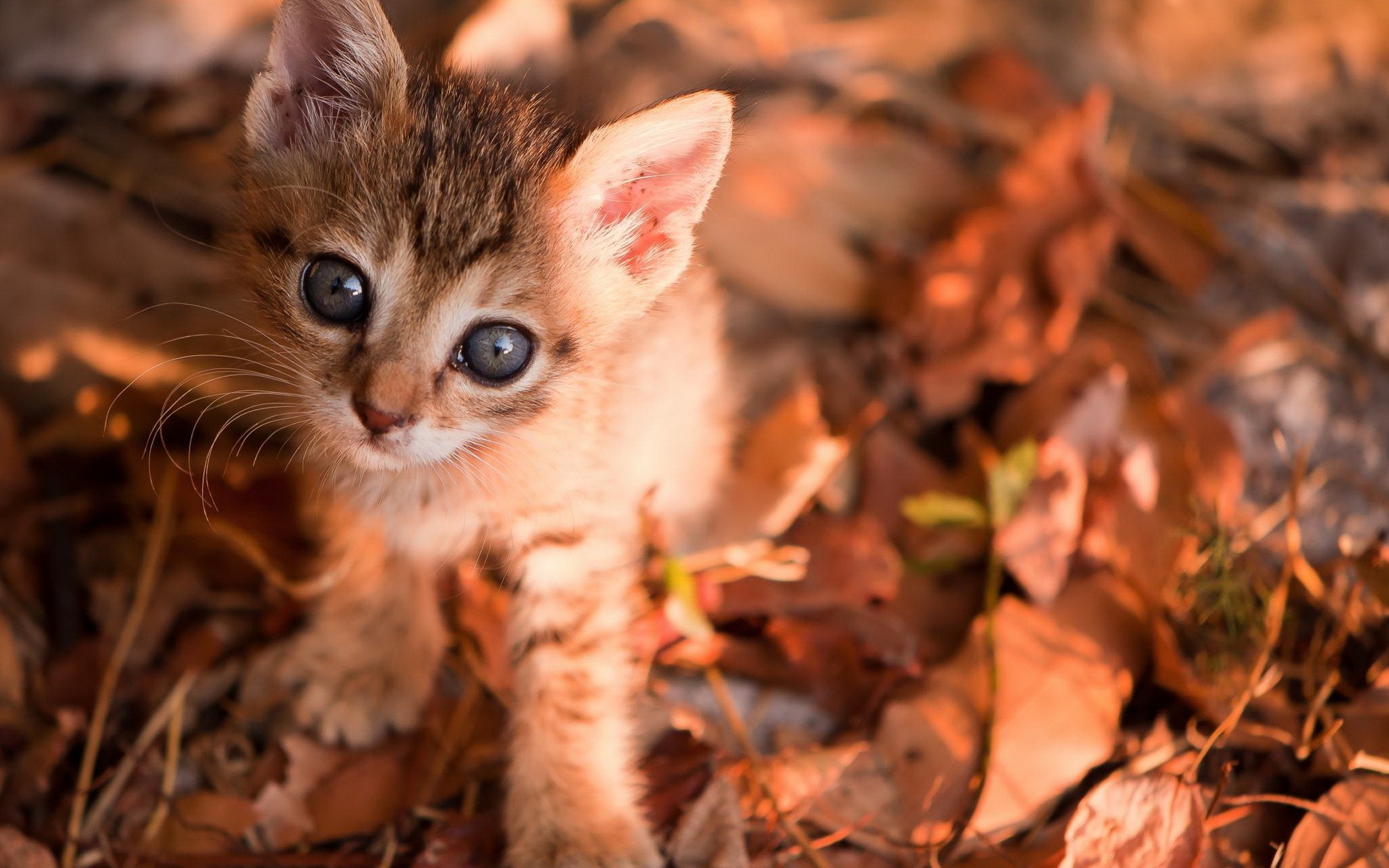 животные, котенок, милые, кошка, кошки