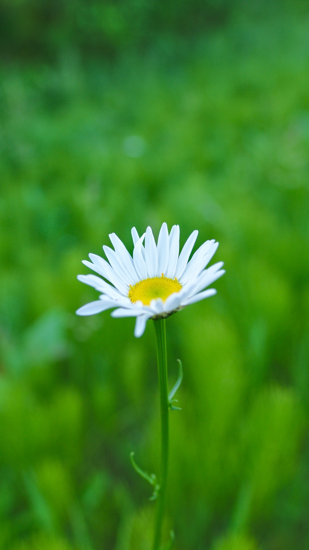 цветковое растение, зеленый, цветок, oxeye дейзи, маргаритка