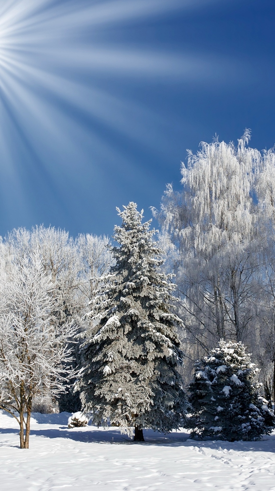 зима, природа, снег, мороз, дерево