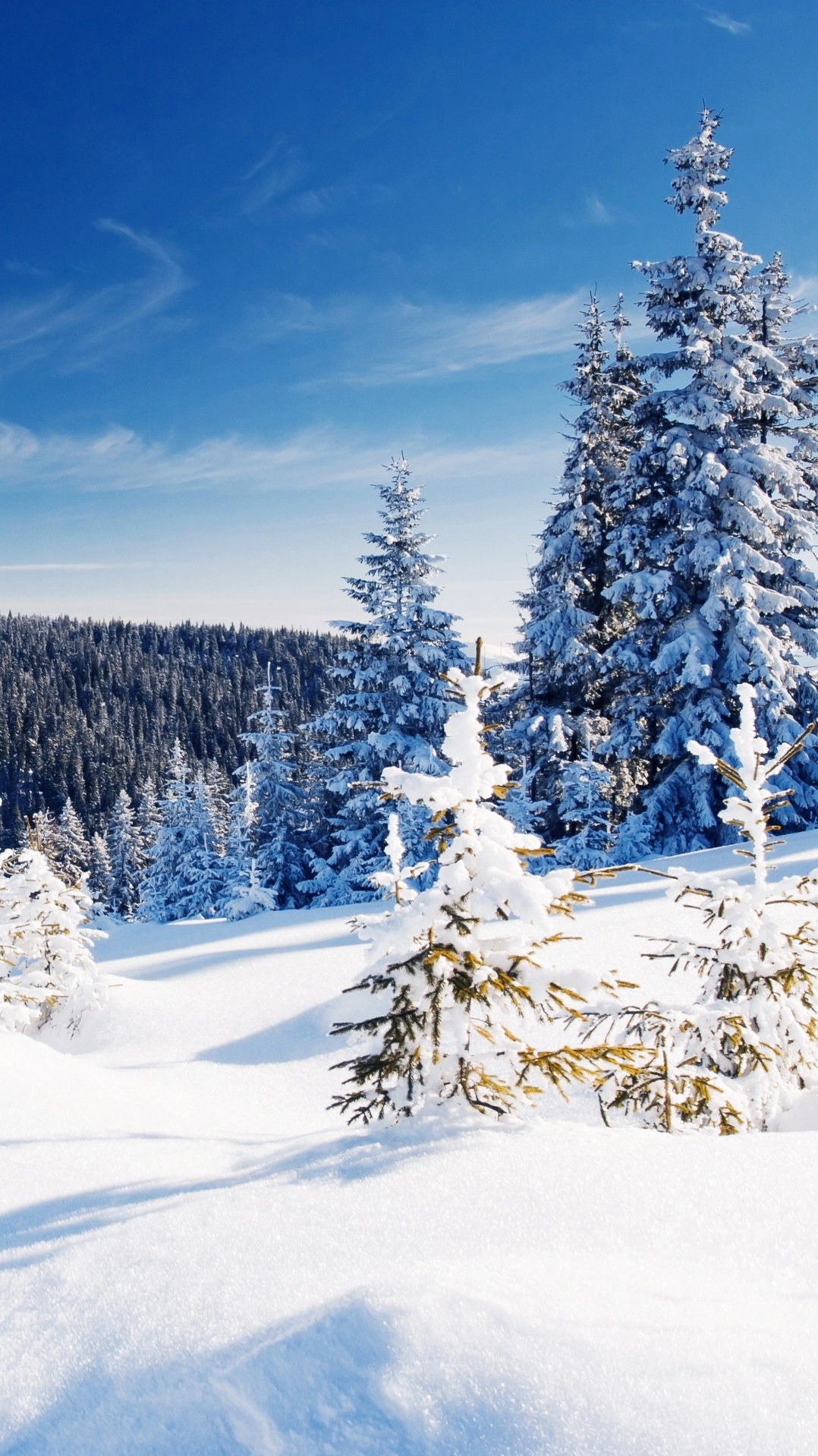 дерево, снег, зима, природа, замораживание
