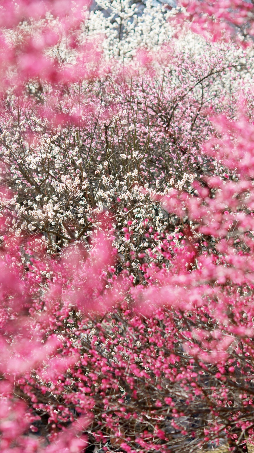 розовый, расцвет, япония, цветение вишни, цветок